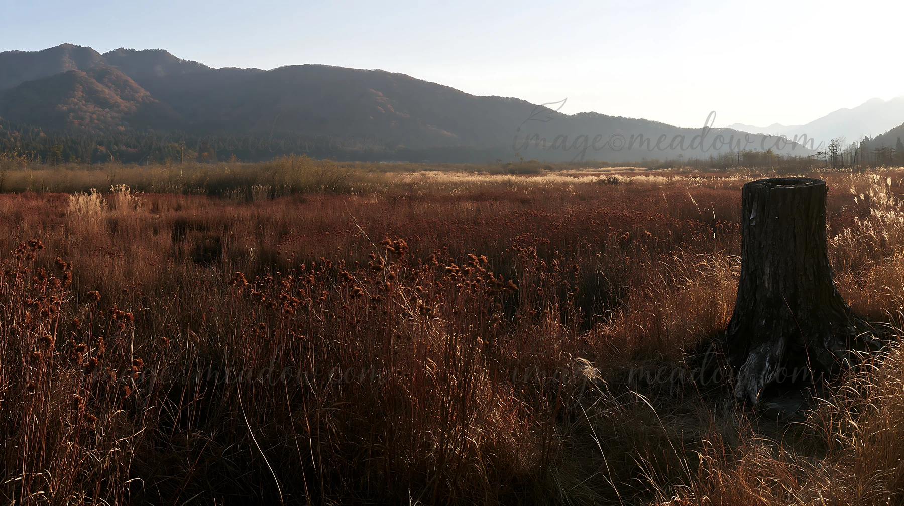 A weathered stump stands in a Fukushima meadow, surrounded by tall grasses and distant mountains in the background during the afternoon. The scene captures natu