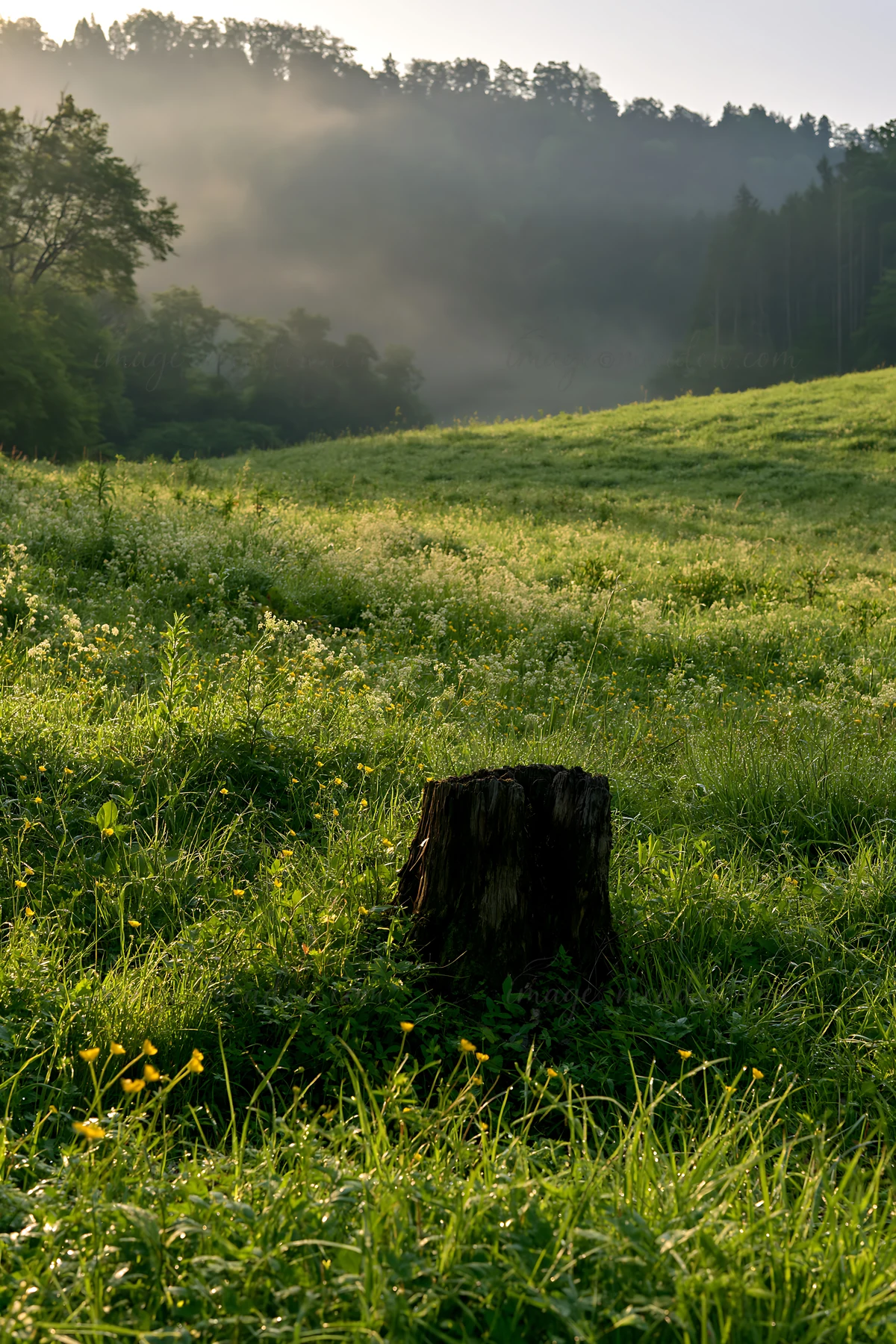 A weathered stump stands in a grassy meadow in Fukushima. The setting features green grass and wildflowers, with a misty background and soft light illuminating