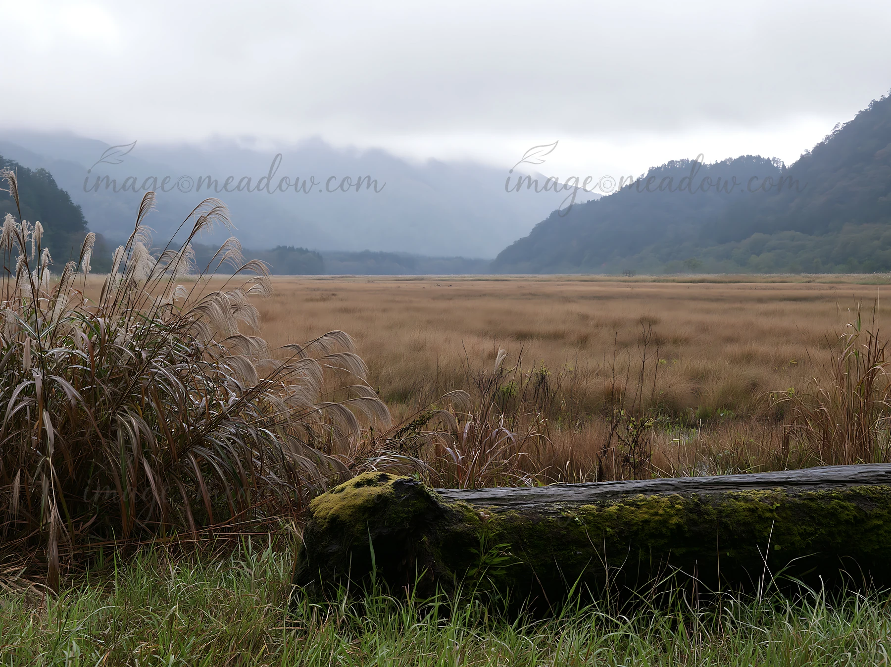 A moss-covered log lies in a meadow in Gifu, surrounded by tall grasses and distant mountains. The area is shrouded in overcast skies, creating a soft light.