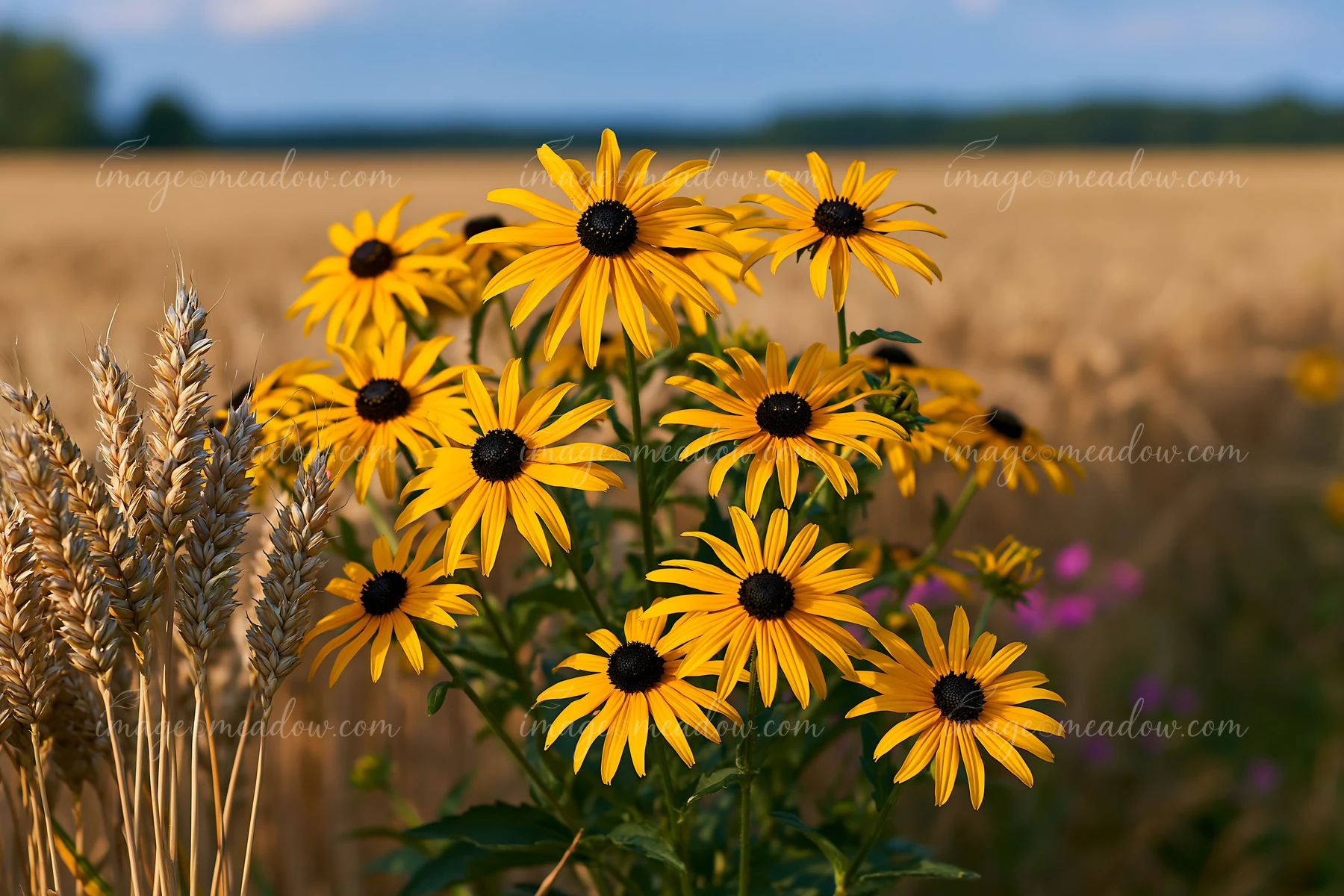 Golden rudbeckia flowers bloom in sunlight beside wheat stalks, with a softly blurred field and tree line in the background.