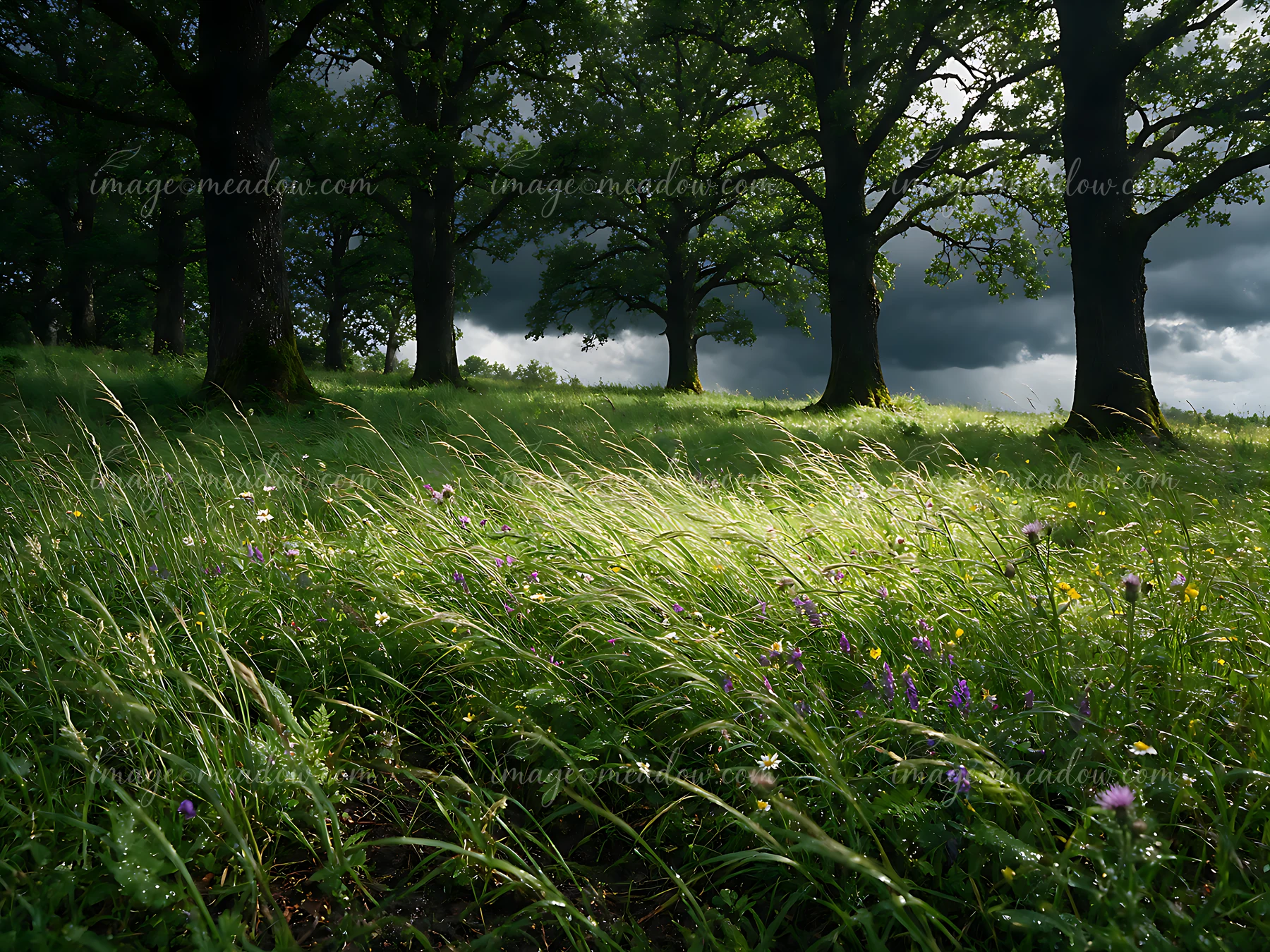 Grasses sway gently in a shaded meadow in woodland clearing as dark clouds loom overhead.