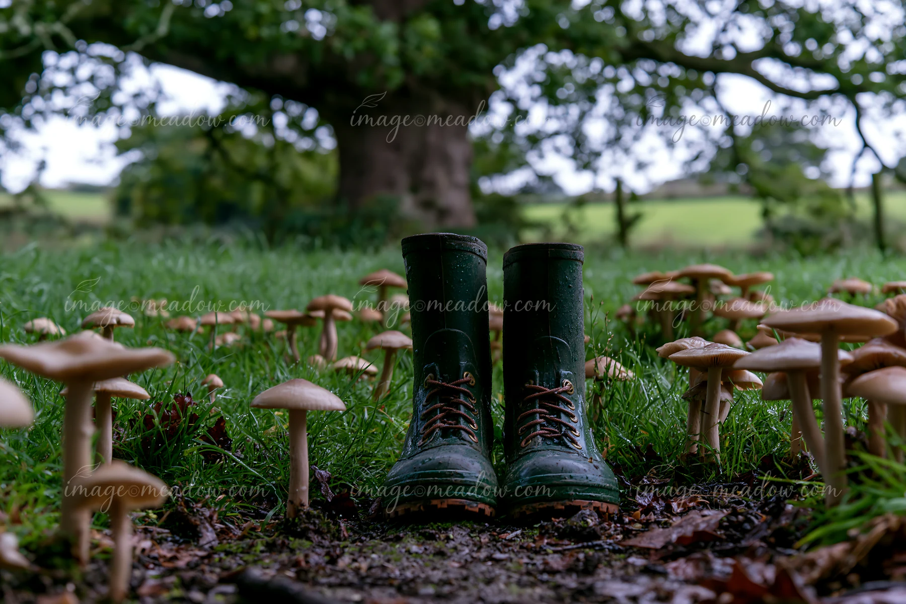 Green rubber boots are placed in a meadow beneath an oak tree.