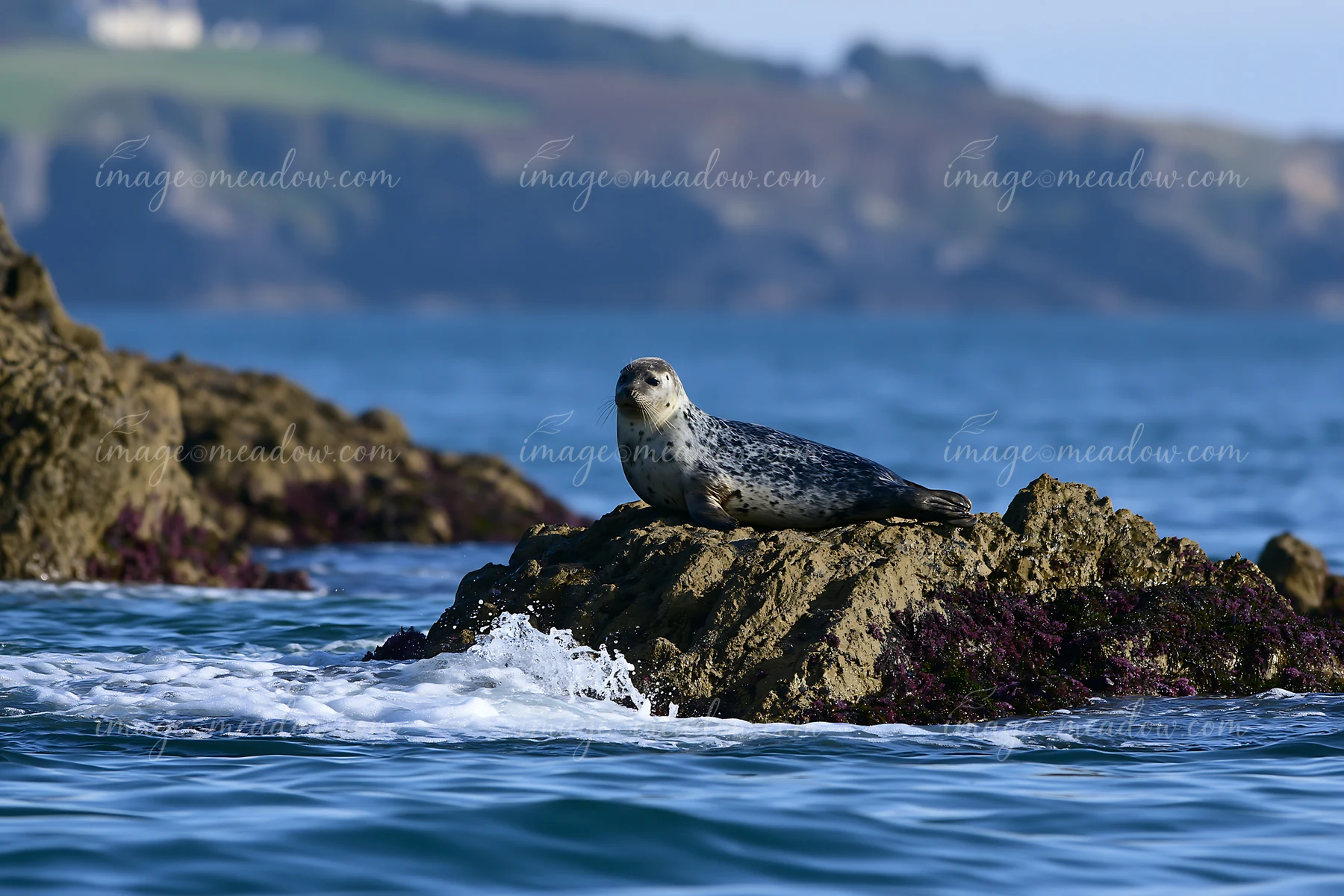 Harbor seal resting on a seaweed-covered rock beside ocean waves and distant coastal cliffs.