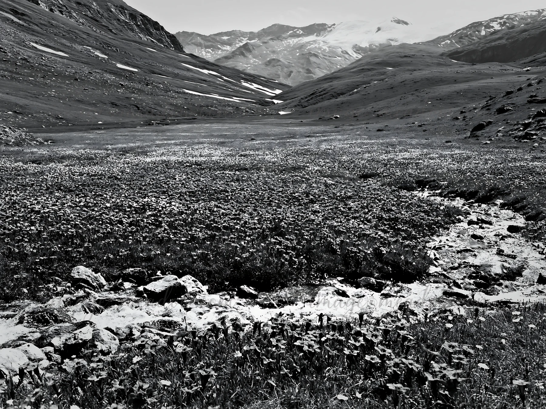 A flower meadow stretches beside a brook, surrounded by mountains. The scene captures the contrast of flowers and water against the rugged terrain. Soft sunligh