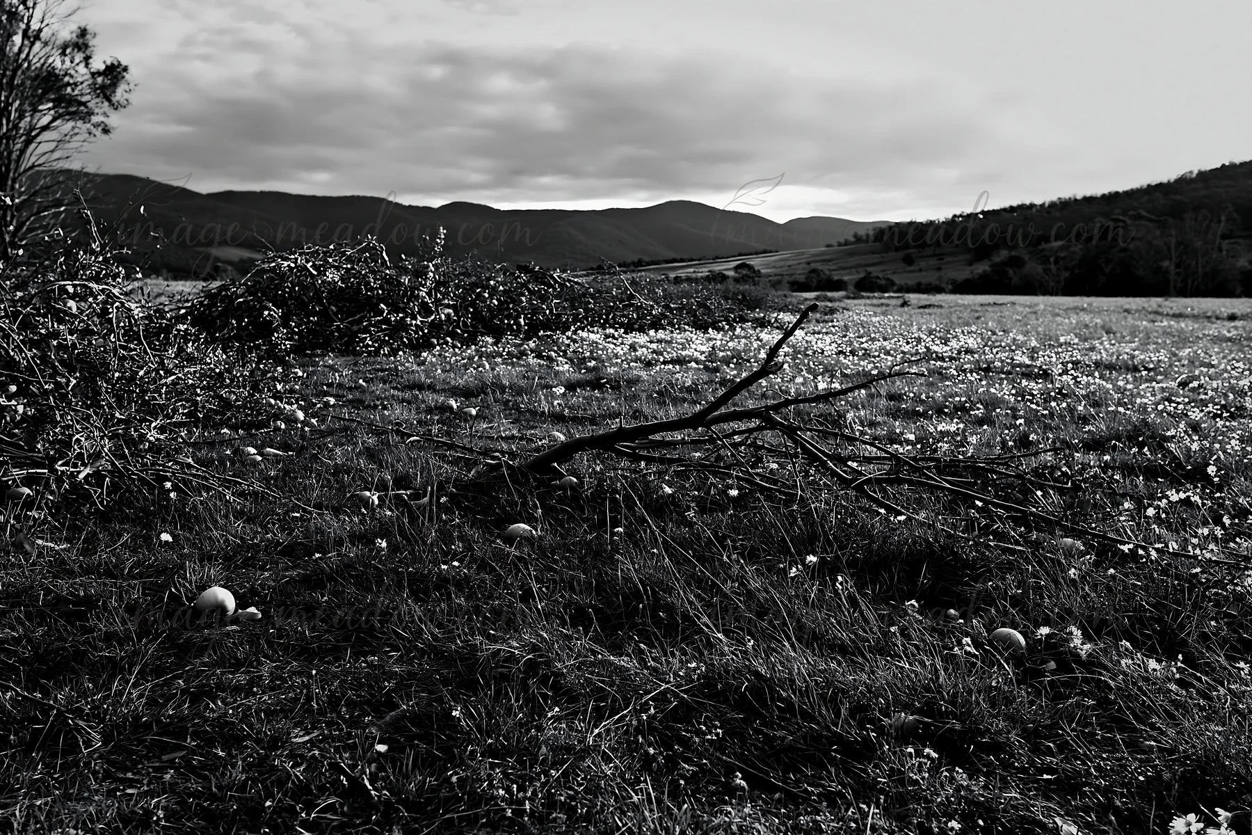 An open meadow in the highlands is filled with apple trees and scattered fallen branches. The landscape features distant mountains under a cloudy sky. The groun
