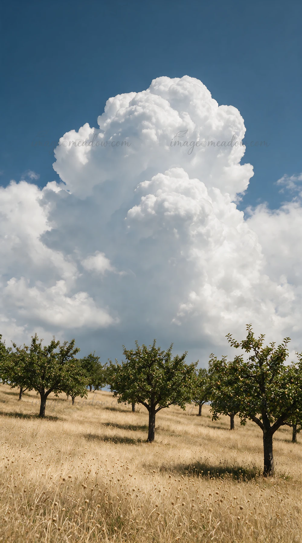 A hillside apple meadow features rows of apple trees under a large cloud formation. The landscape has dry grass and a bright blue sky.