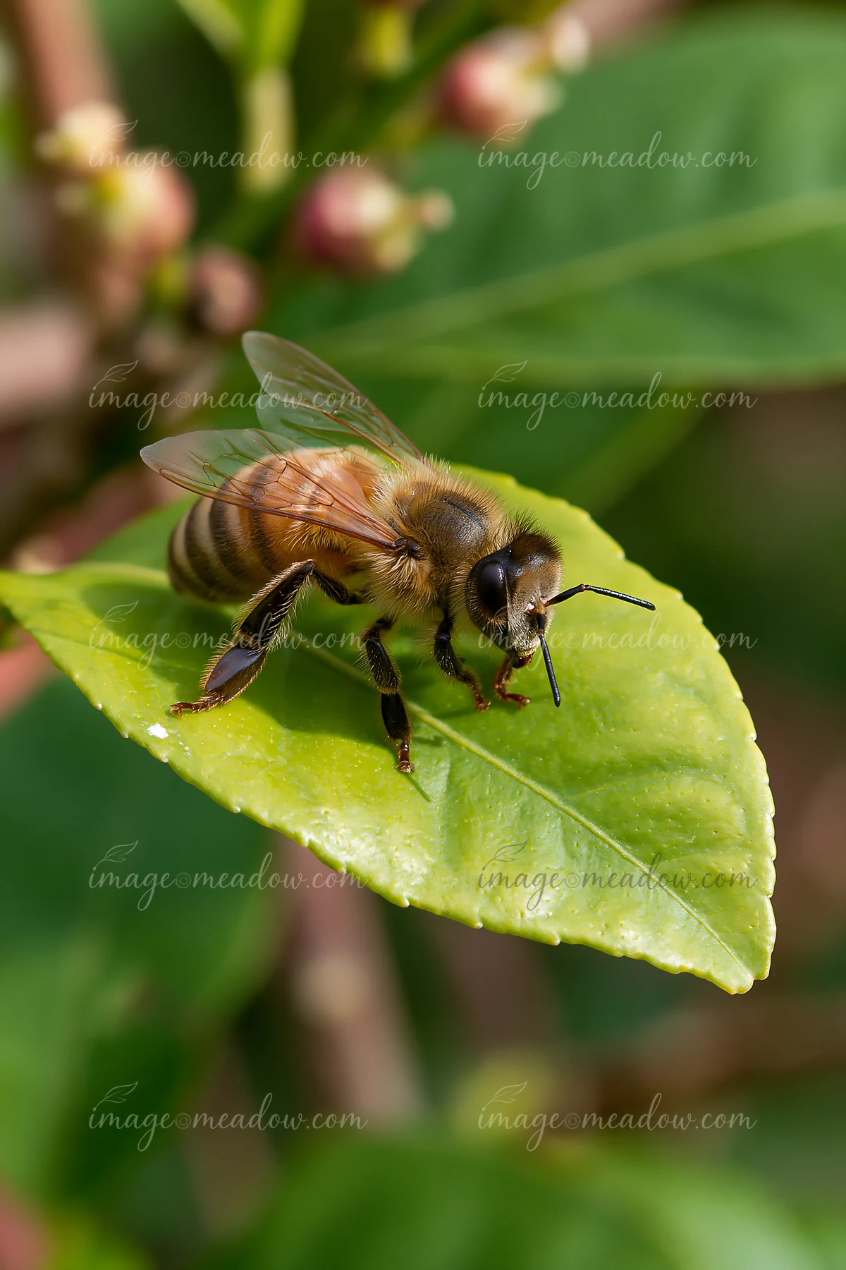 Honey bee resting on a bright green leaf, shown in close-up with blurred foliage in the background.