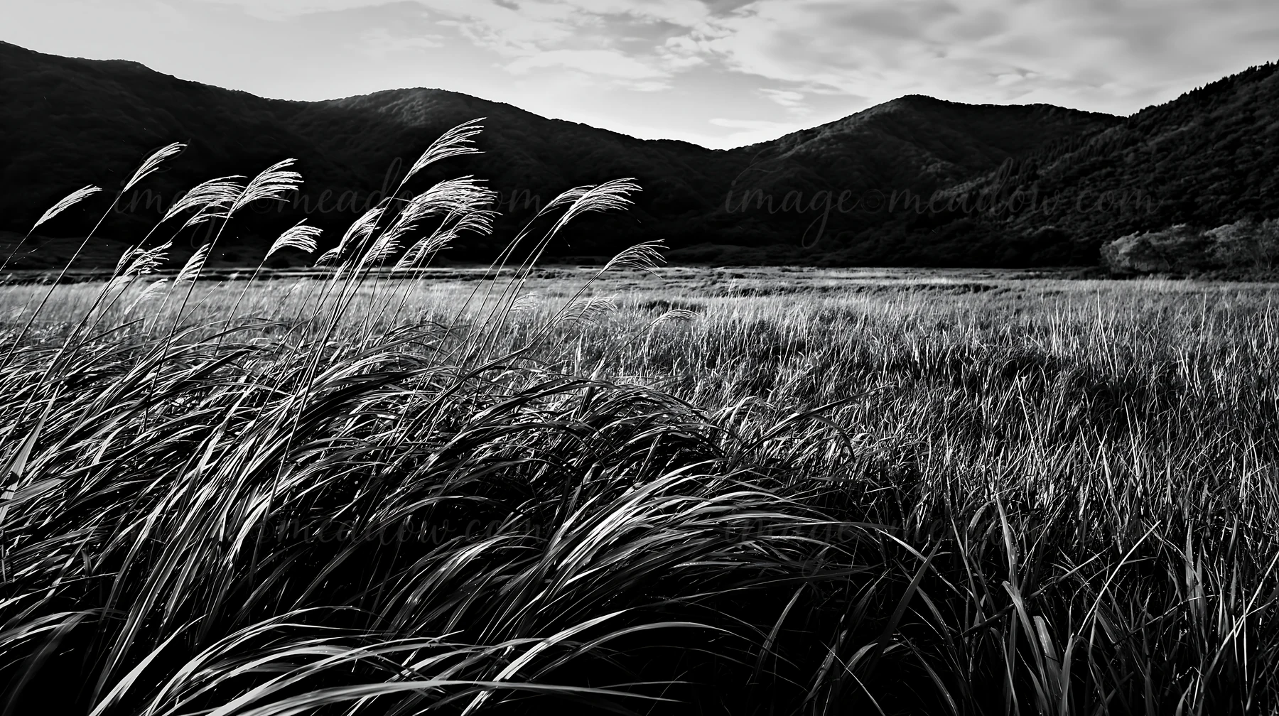 Rain falls on an Iwate meadow with seedheads in the foreground. The mountains rise in the background under a partly cloudy sky, creating a natural scene with vi