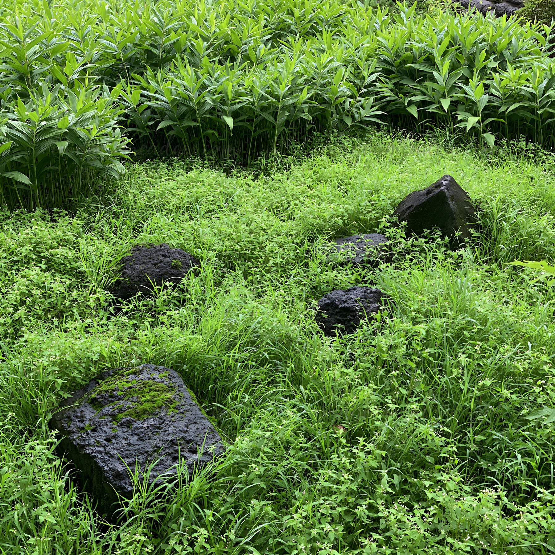 Lush green meadow in Kanagawa features volcanic stones scattered among dense grass. The setting highlights the natural vegetation and rocky formations.