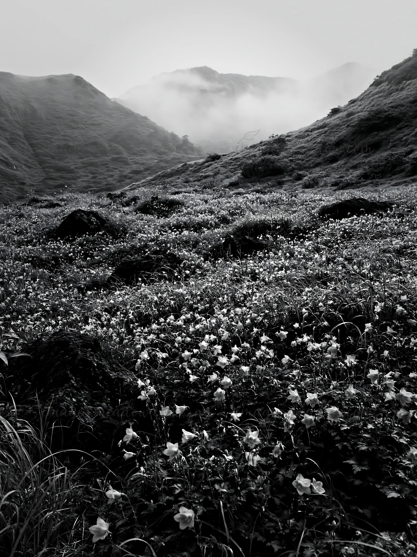 The scene shows a meadow in Kanagawa with volcanic stones scattered among green grass and purple flowers. Mist covers the distant hills, creating a natural envi