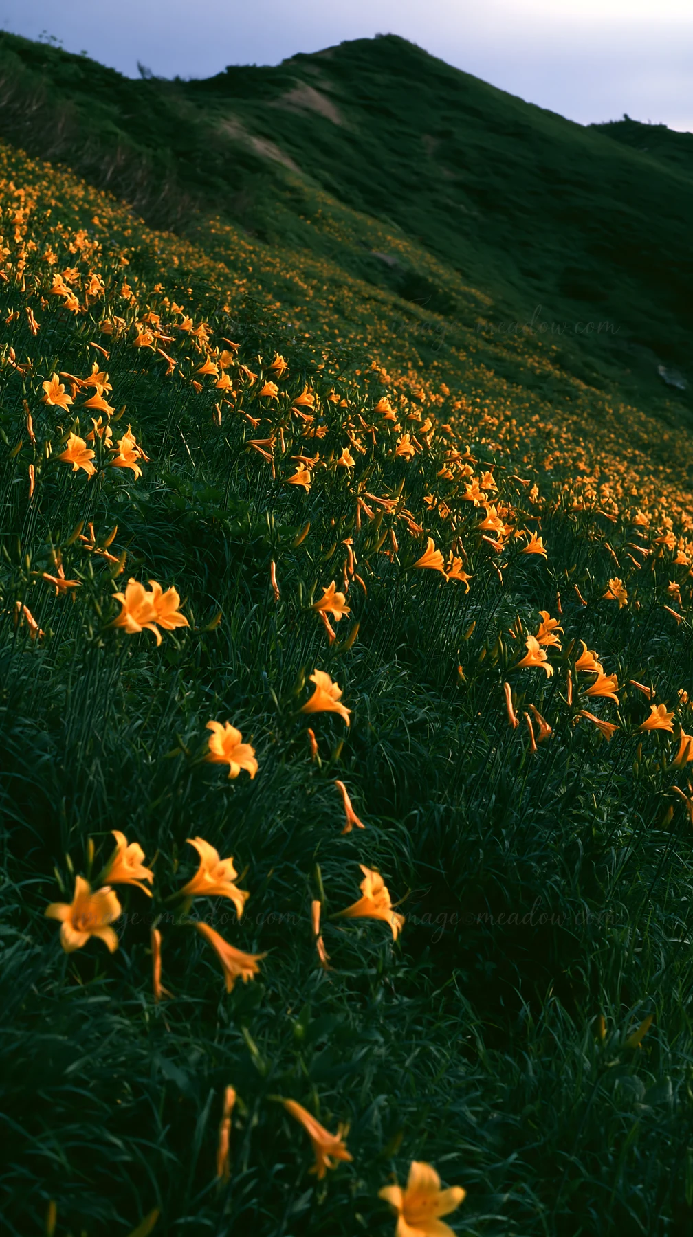 Bright orange daylilies cover the field in Kirigamine highland. The flowers bloom abundantly, creating a vibrant landscape. The setting captures natural beauty