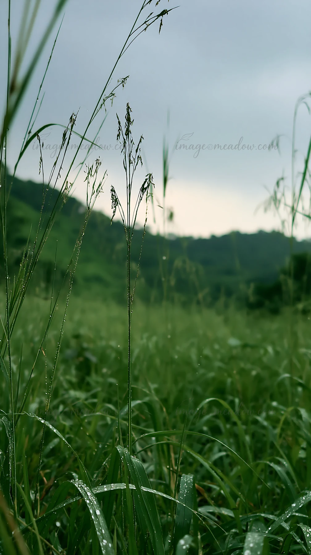 Beaded grasses stand tall in a Kochi meadow as rain falls. The landscape shows rolling hills under a cloudy sky with moisture on the foliage.