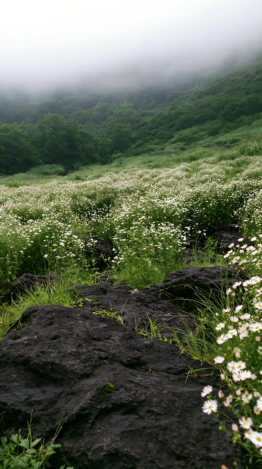Dark volcanic rock is visible in the foreground of a meadow. White flowers bloom in a lush field surrounded by greenery and misty hills in the background.