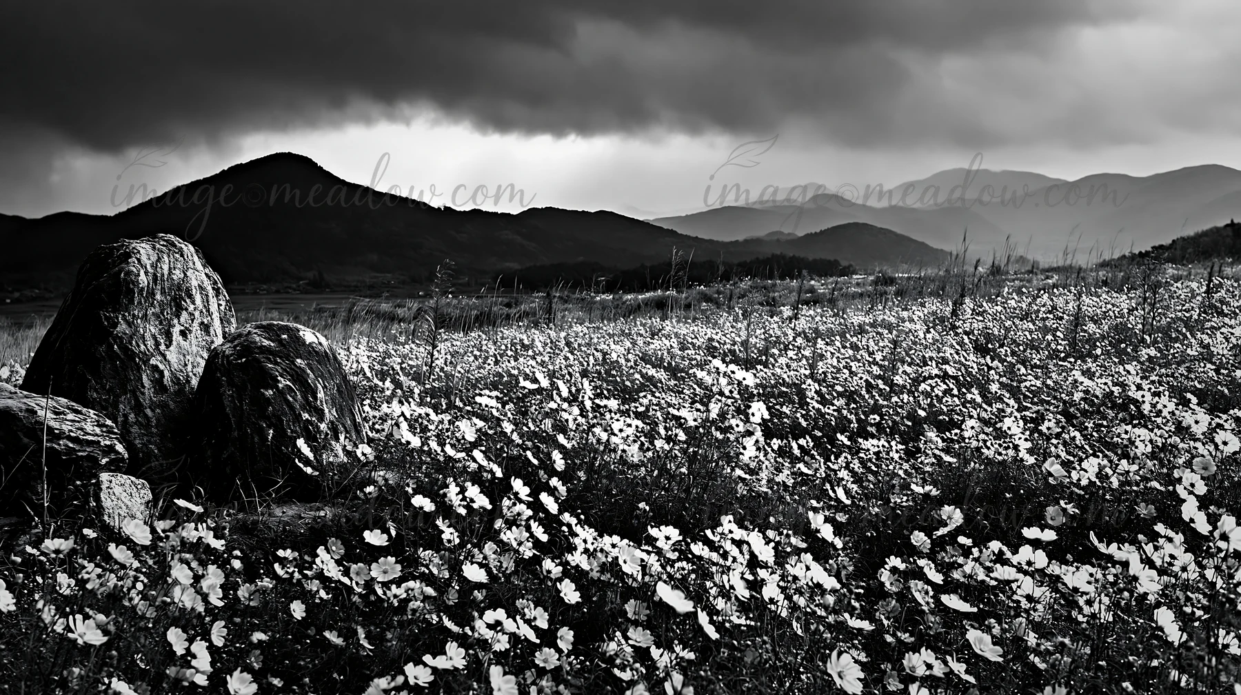 A meadow filled with wildflowers in Kyoto features stones in the foreground. The scene shows a mountain range in the background under a cloudy sky. Presented as