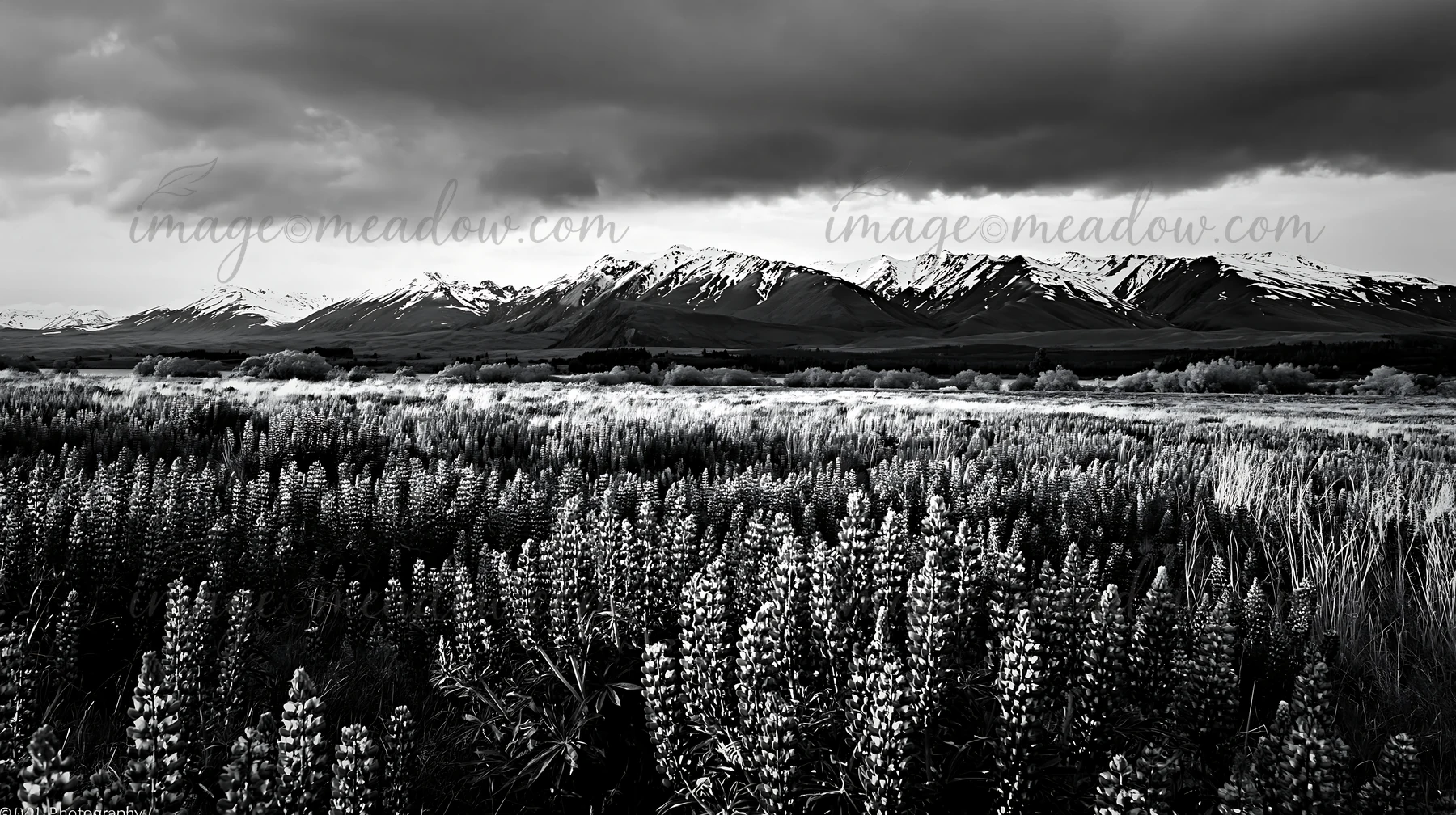 Snow-covered mountains stand in the background of a meadow filled with flowers. The landscape is dark, capturing a moment at Lake Tekapo in New Zealand. Clouds