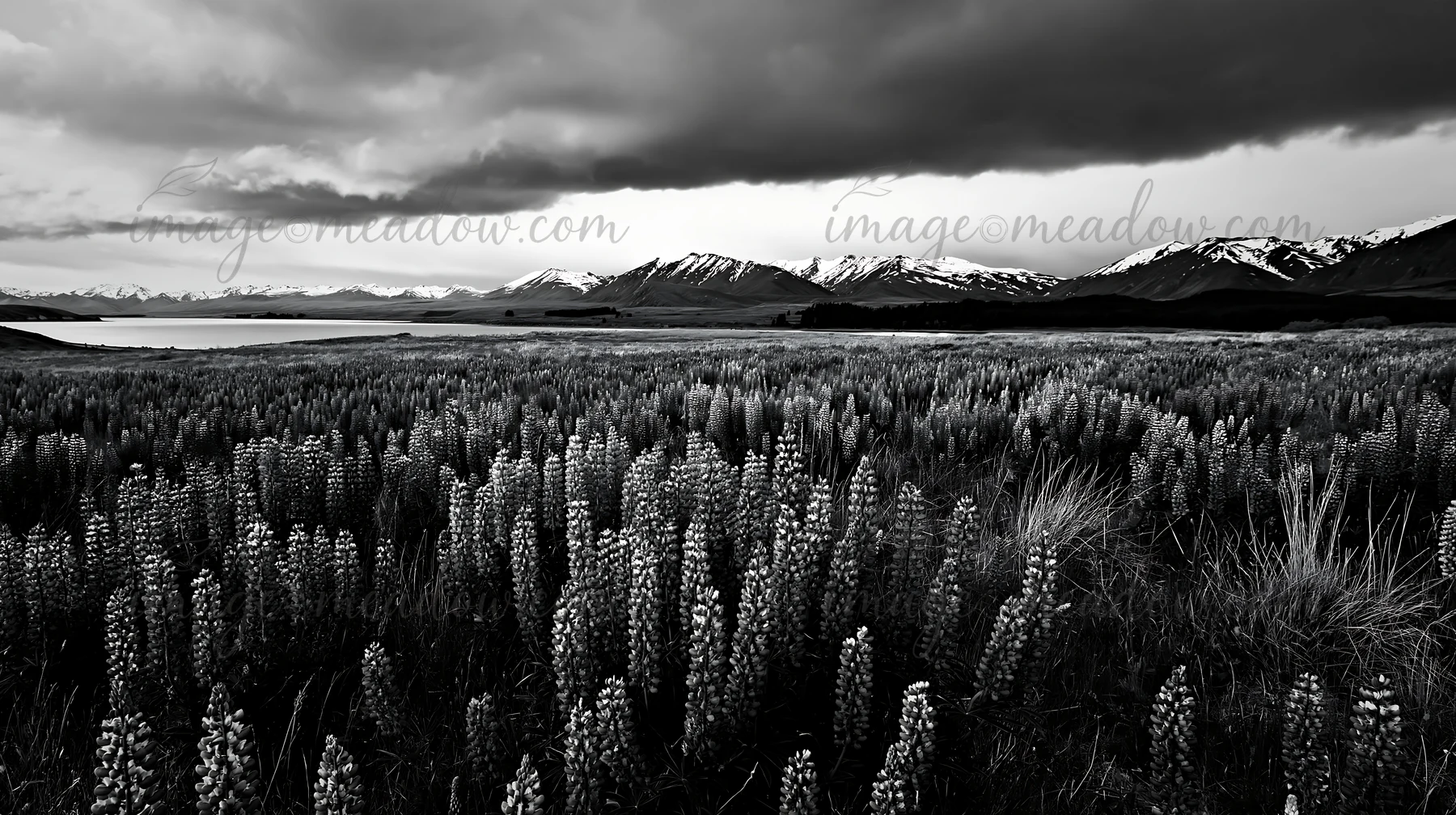 Wildflowers grow in a meadow at Lake Tekapo with snowy Alps in the background. The sky is overcast with clouds, creating a dramatic atmosphere. This scene captu