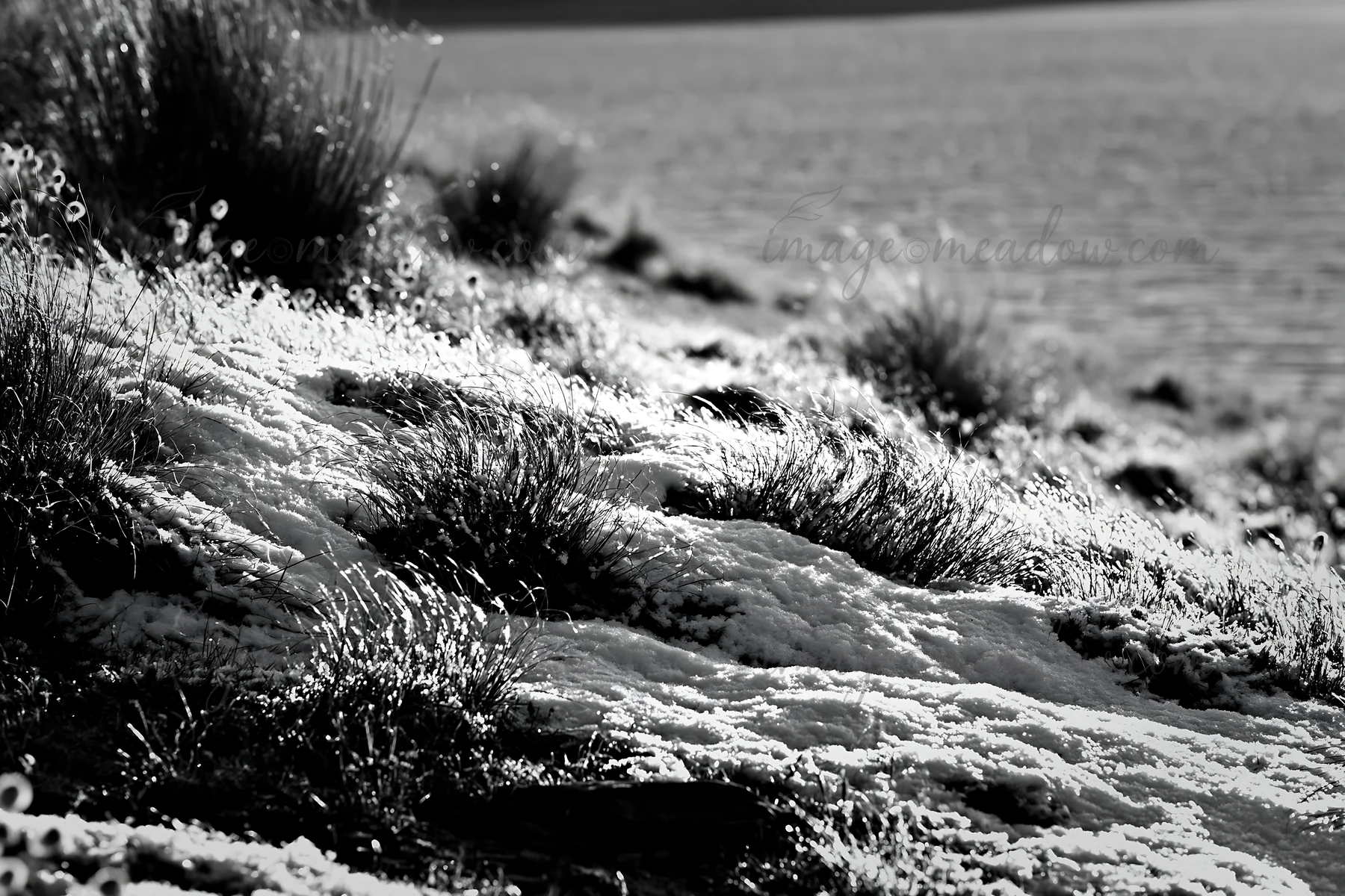 A meadow by the lake shows fresh snow covering grass and plants. The snow glistens under the light, creating a winter scene. This moment captures the beauty of