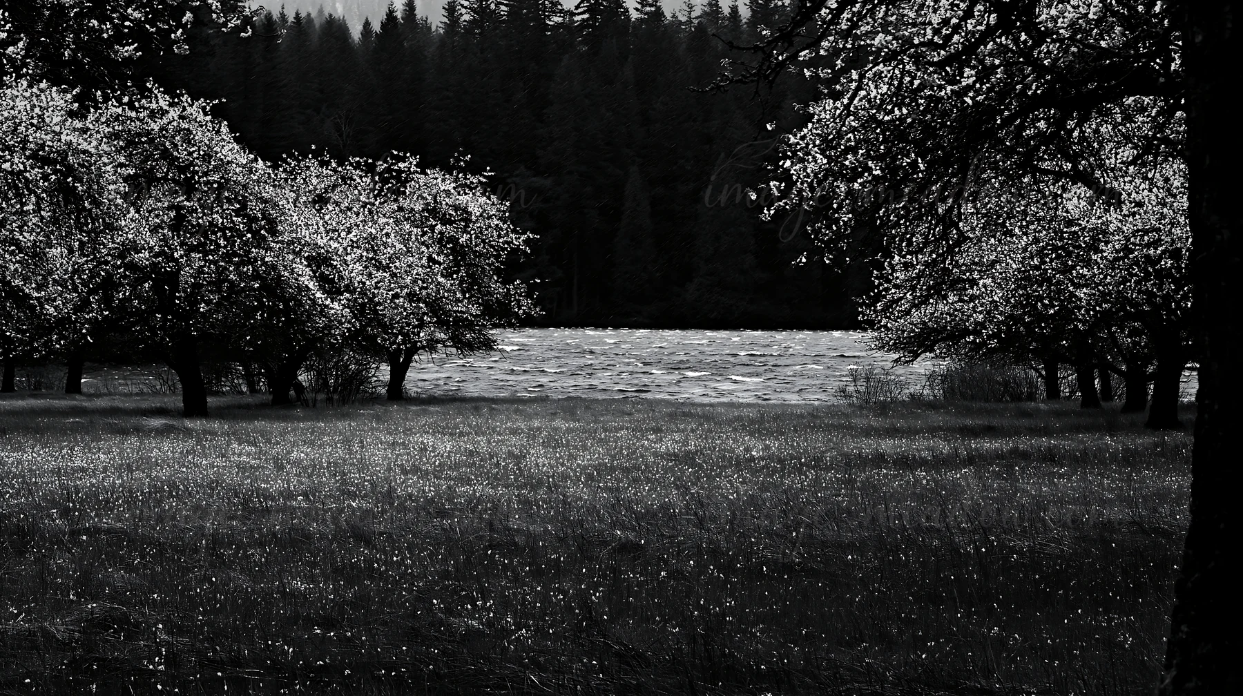 An orchard with trees stands by a lake. The scene captures a meadow with water in the background. This photograph shows nature in black and white without any hu