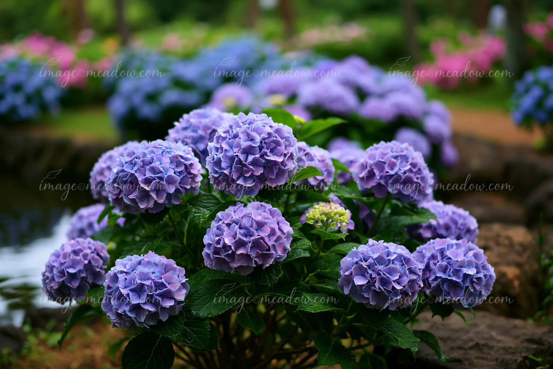 Large clusters of hydrangea flowers bloom on an island covered with hydrangeas, showcasing shades of purple and green.