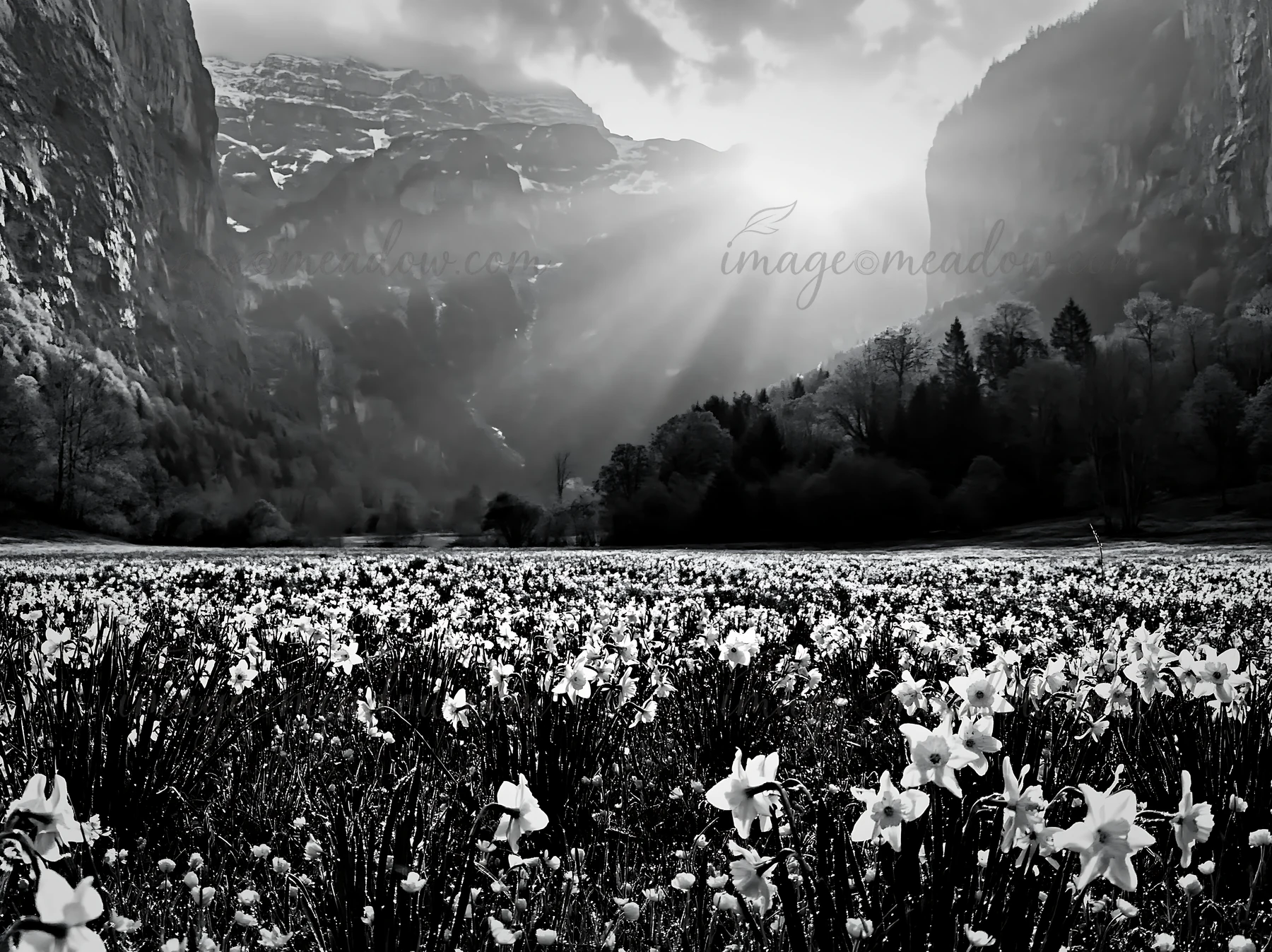 Light beams shine through clouds onto a meadow in Lauterbrunnen Valley. White flowers cover the ground. Mountainous scenery is seen in the background, creating