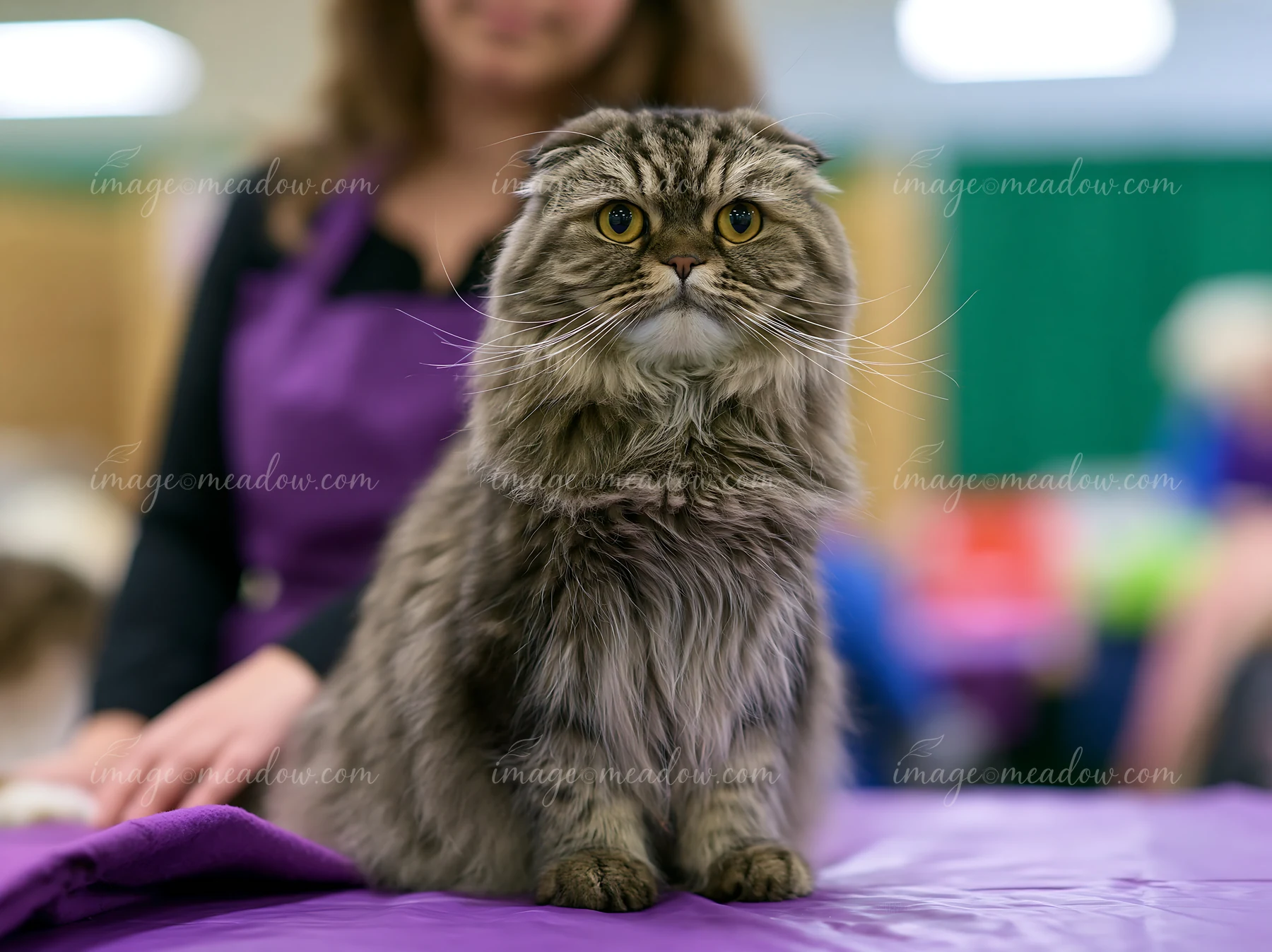Longhaired folded-ear cat sitting on a purple table at an indoor cat show