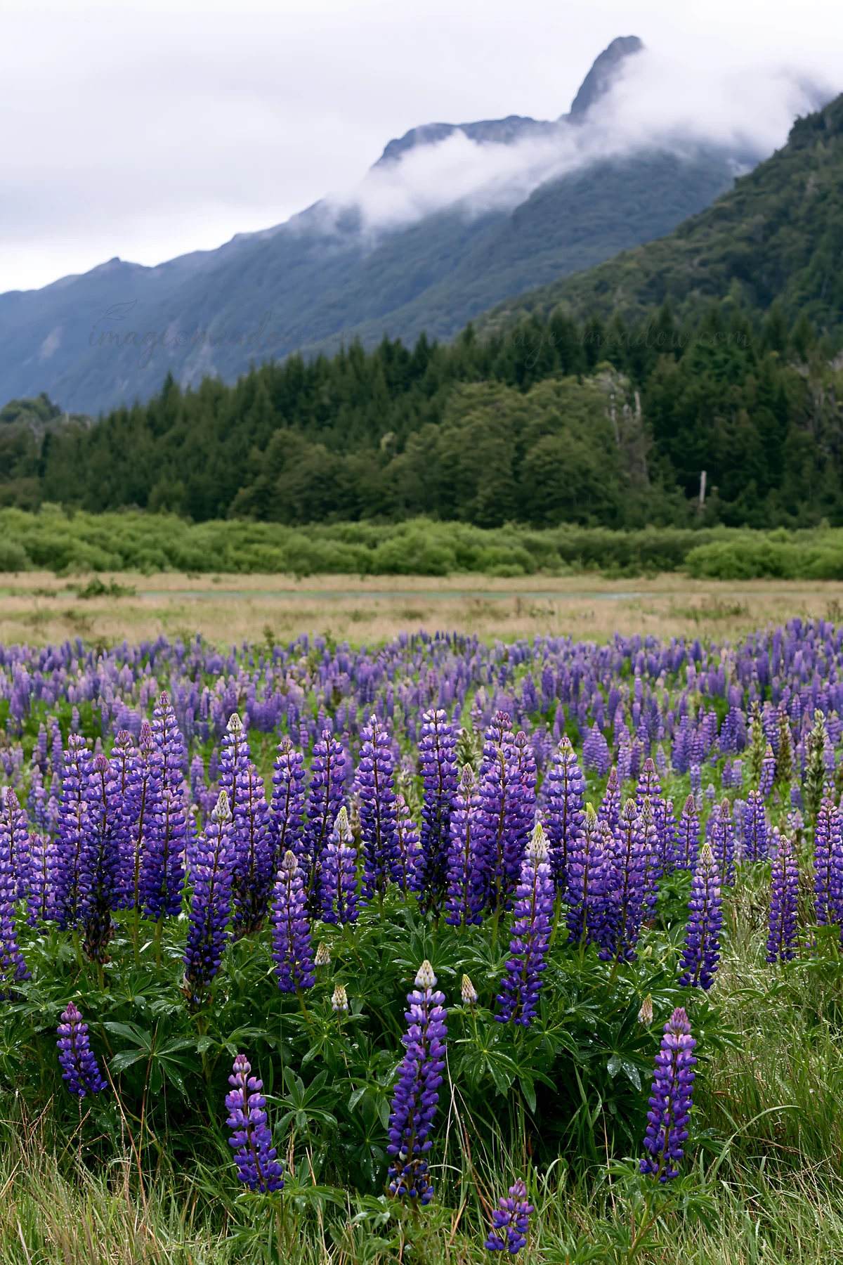 Lupins bloom in the foreground of a meadow with a mountain in the background. The scene shows lush greenery with clouds hovering over the peaks in a natural set