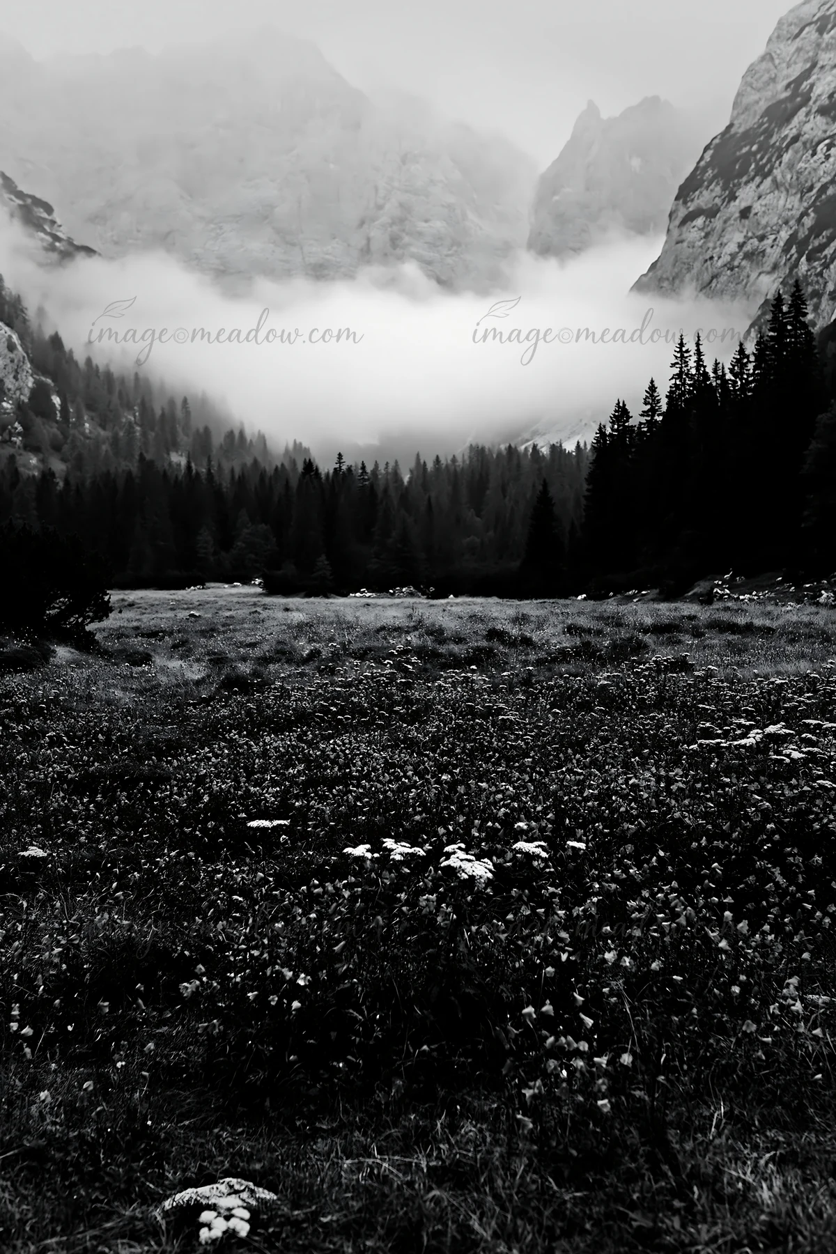 A meadow filled with purple flowers is located beneath craggy mountains. Fog covers the peaks, creating a misty scene early in the day. Presented as a premium h