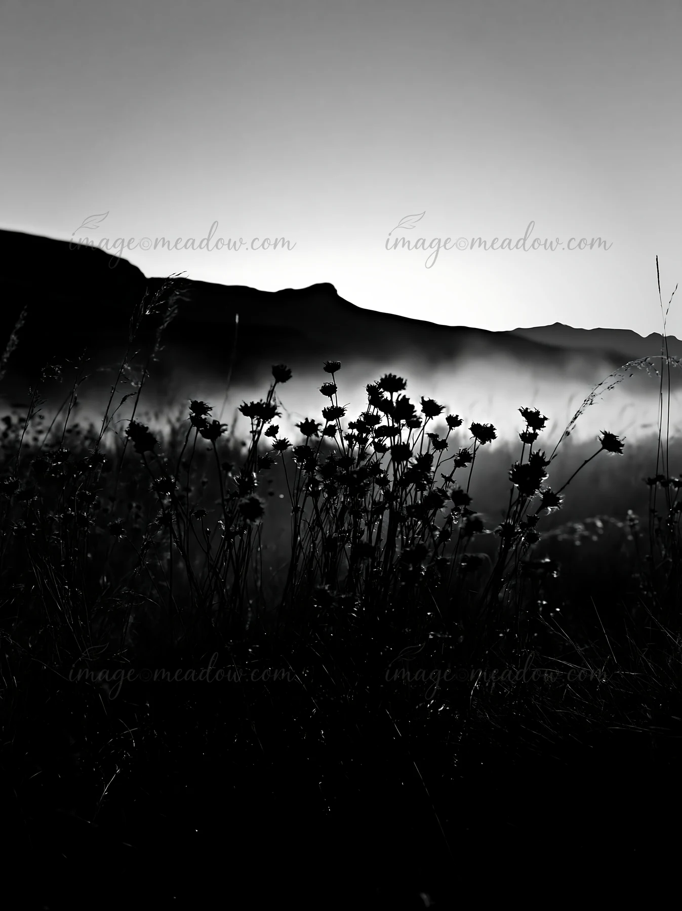Meadow seedheads stand silhouetted against a colorful dusk sky, capturing the light from the fading sun. The scene conveys a tranquil moment as night falls. Pre