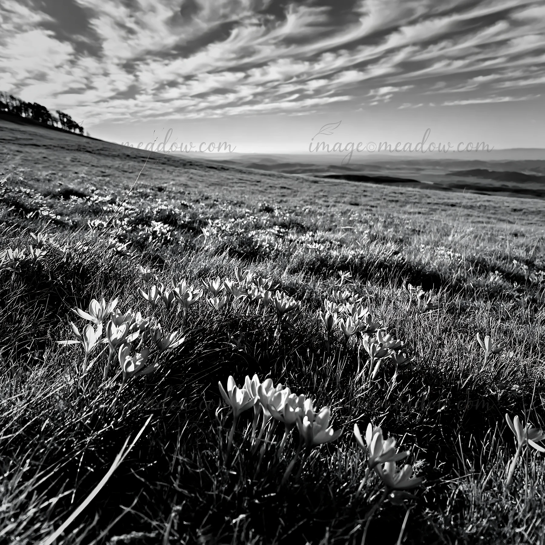 A vast meadow features numerous crocuses blooming among green grass. The sky is filled with clouds, and the scene captures the natural beauty of this landscape