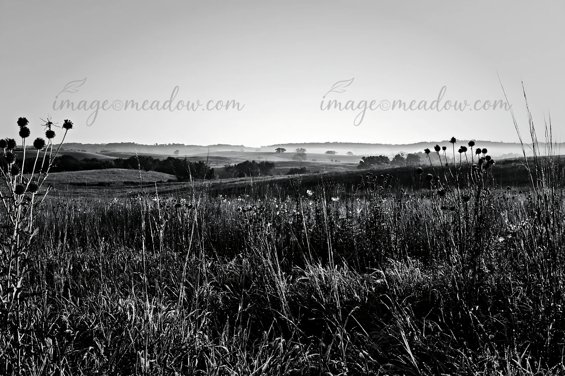 A black and white view of a meadow covered in dew. The scene shows tall grass and flowers with a distant landscape under soft light. This is an early morning mo