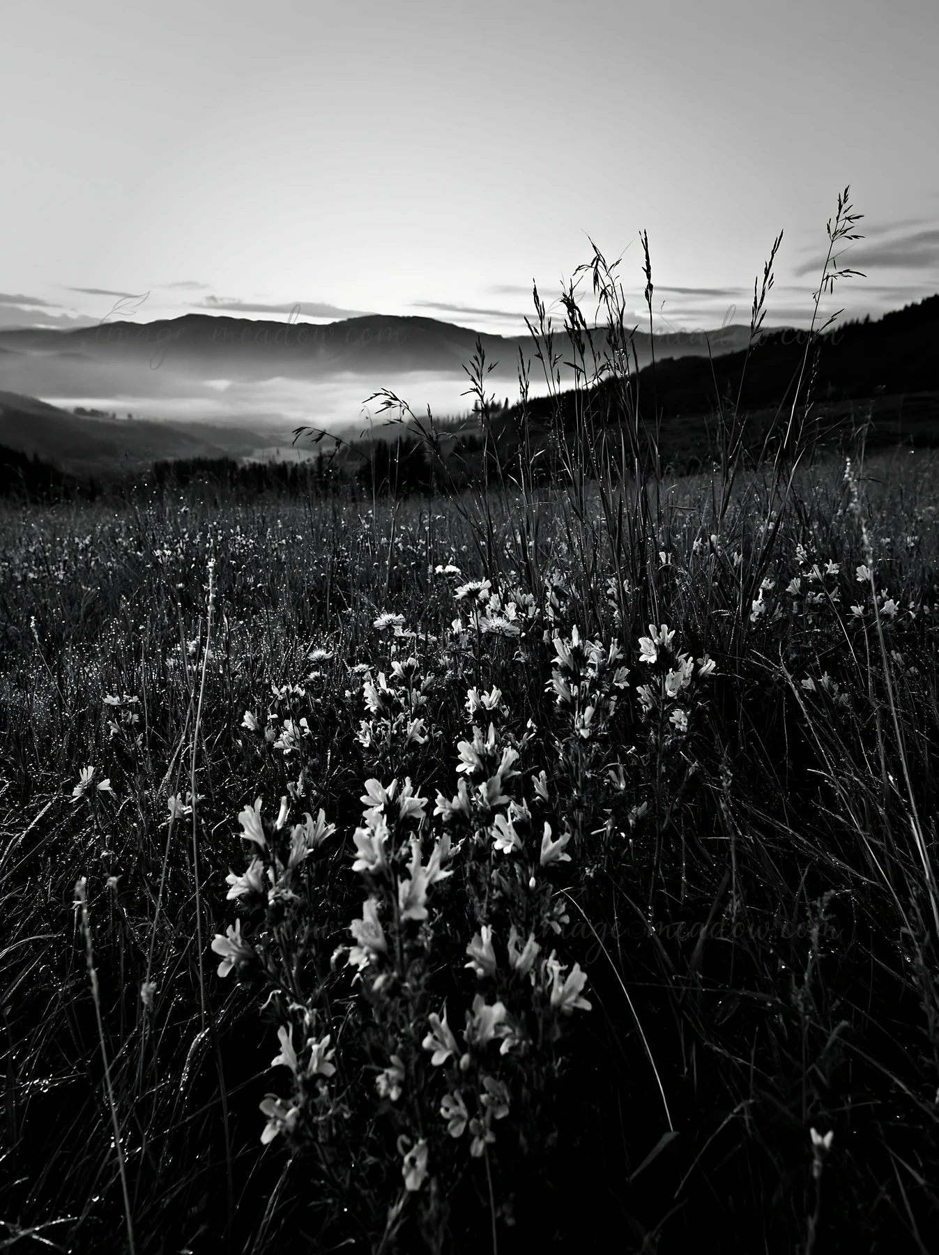 A meadow is covered in dew with wildflowers in the foreground. The background features rolling hills and a soft sunrise. The scene captures early morning light