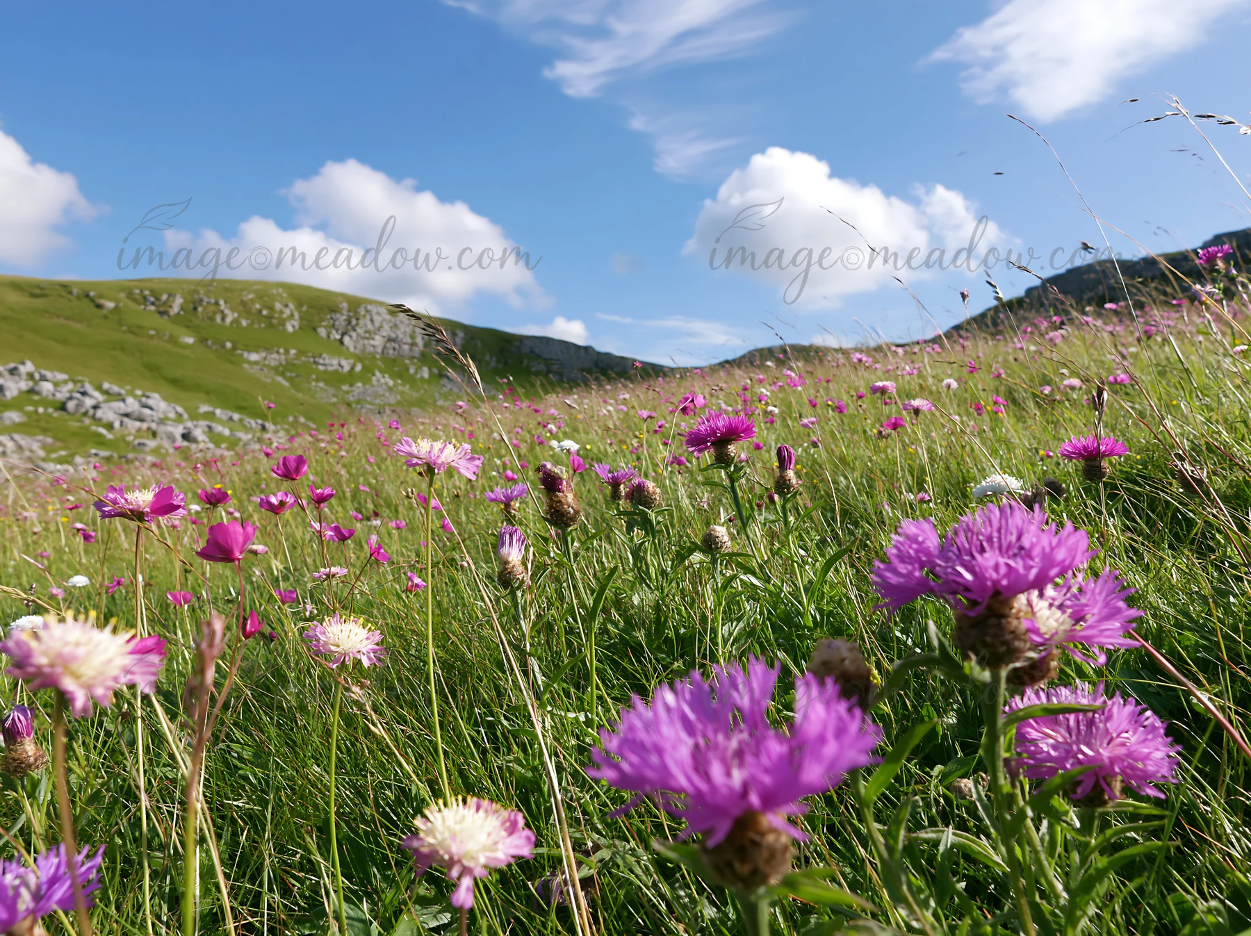 A meadow is covered with knapweed flowers, showcasing vibrant purple blooms. Green hills rise in the background beneath a clear blue sky with a few clouds.