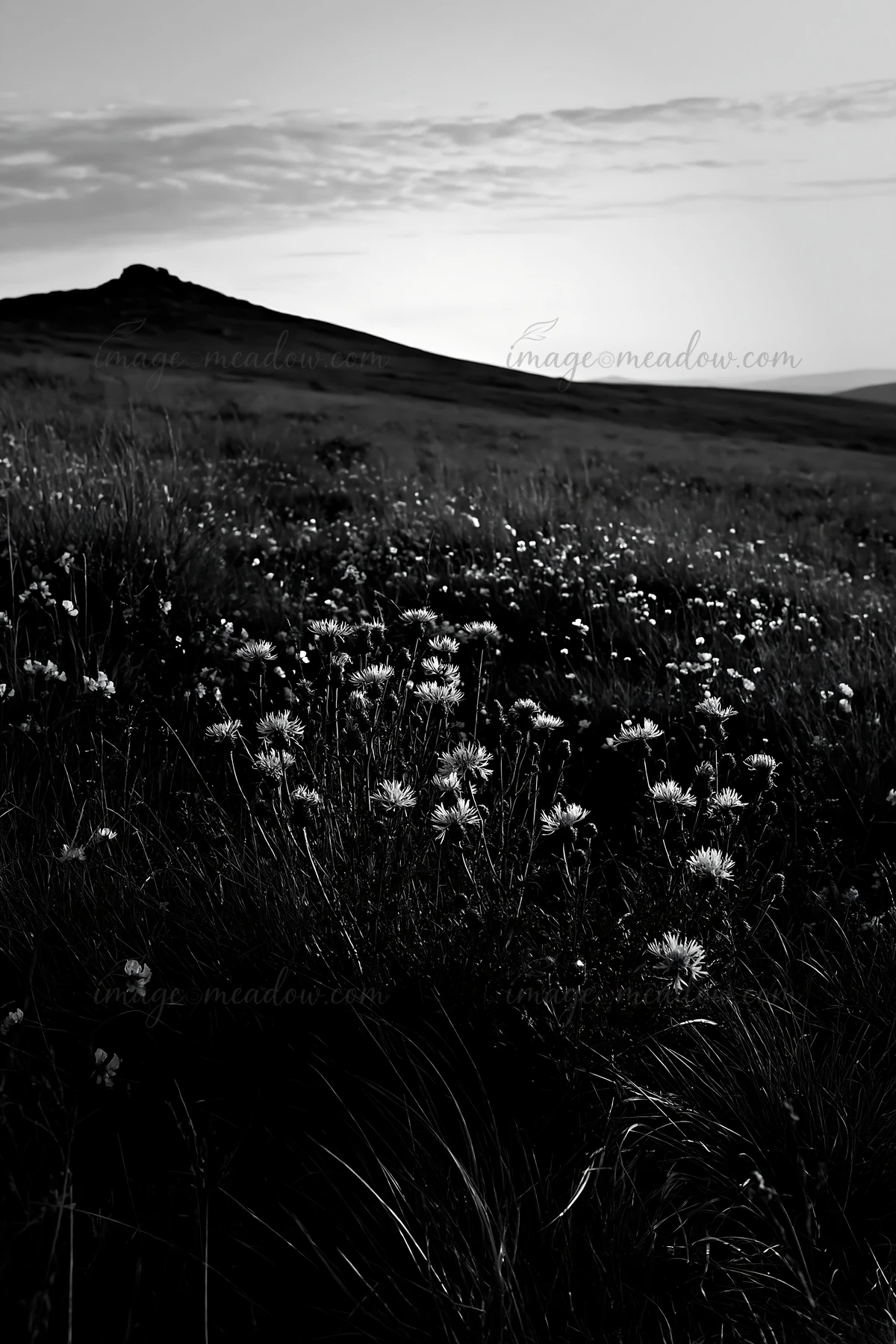 A meadow filled with knapweed flowers stretches across the landscape. A hill rises in the background, while the sky shows clouds, suggesting late afternoon or e