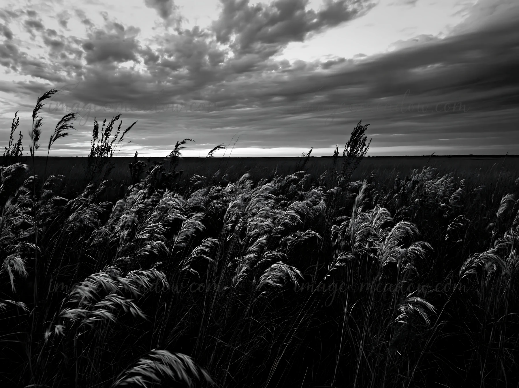 Tall seedheads sway gently in a meadow as dark clouds gather above. The landscape stretches wide, showing grass and wild plants in a natural setting. Dusk appro