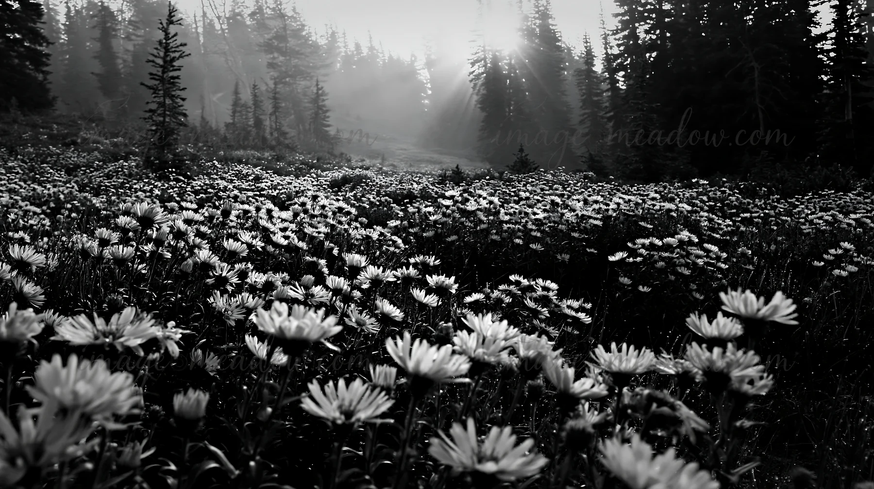 A misty forest meadow filled with purple flowers as the sun rises. Tall trees surround the area, creating a peaceful atmosphere in nature. Presented as a premiu