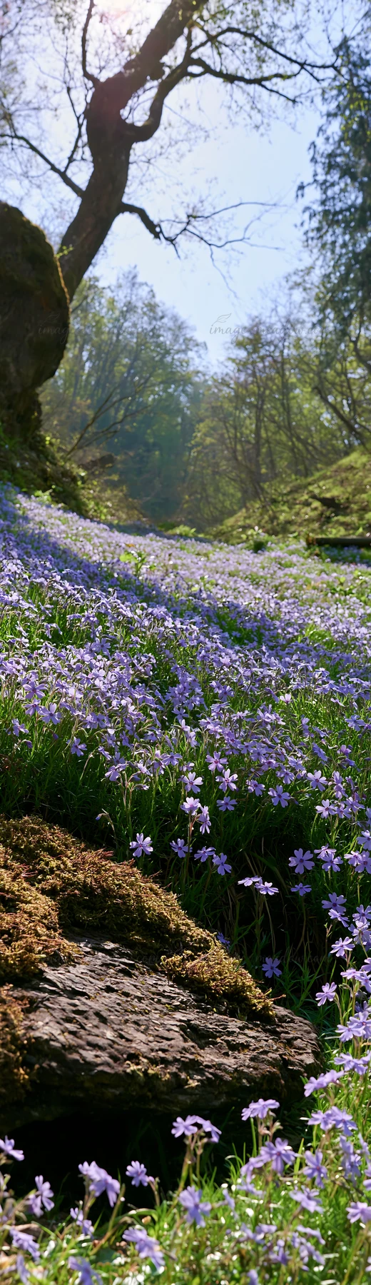 A view of a meadow in Miyagi with purple flowers covering the ground. Mossy stones are present among the flowers. Trees surround the area, capturing the essence