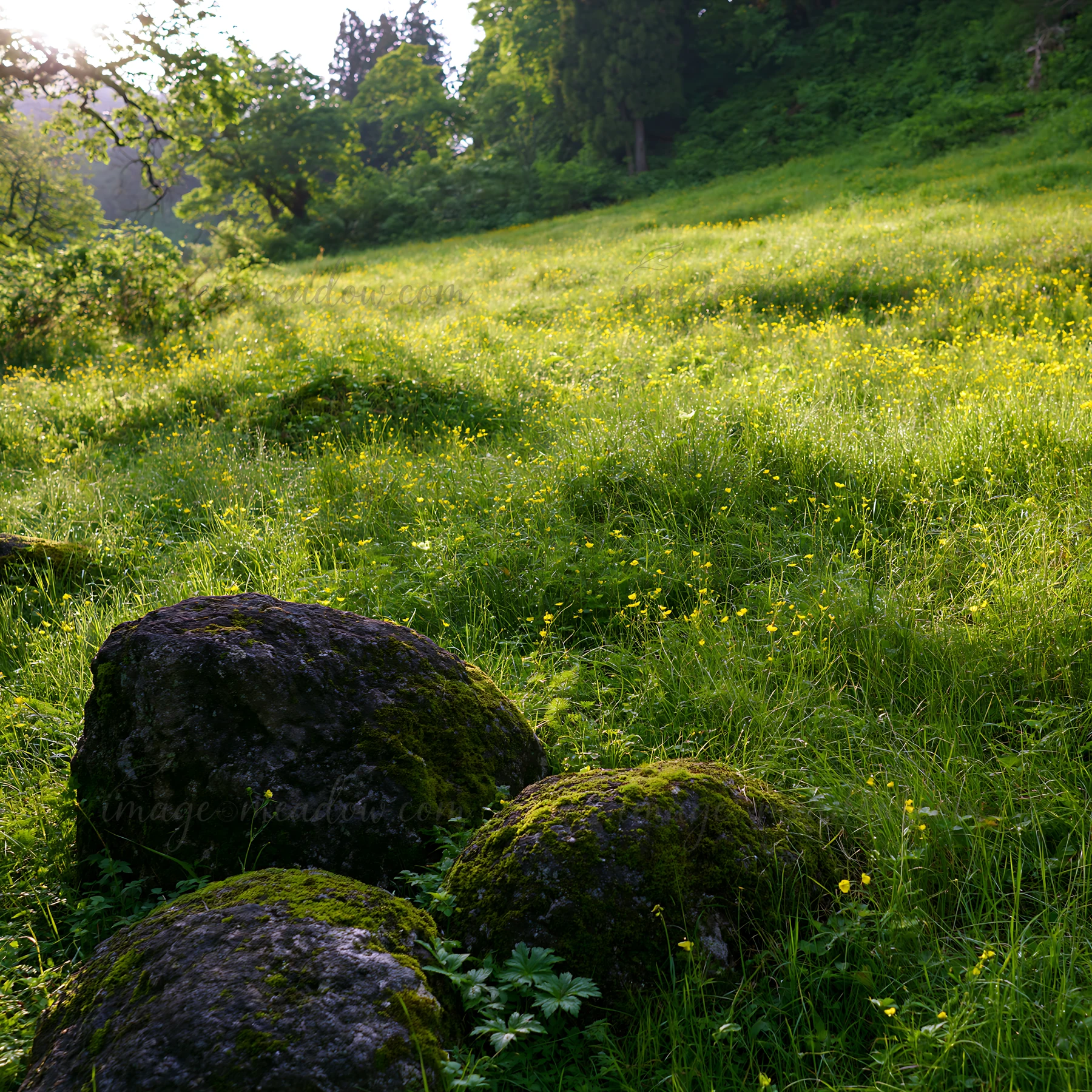 Mossy stones are present in a green meadow filled with wildflowers. The setting is bright and showcases nature in spring. Sunlight illuminates the scene, enhanc