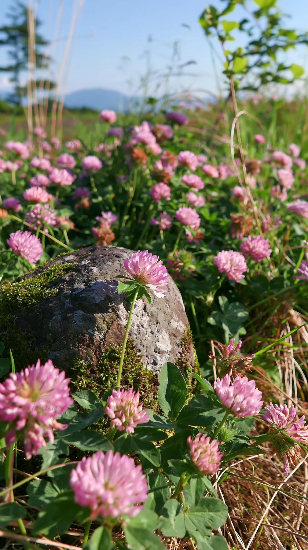 A mossy stone is surrounded by pink clover flowers in a meadow during springtime in Miyagi. The setting shows green grass and natural daylight.