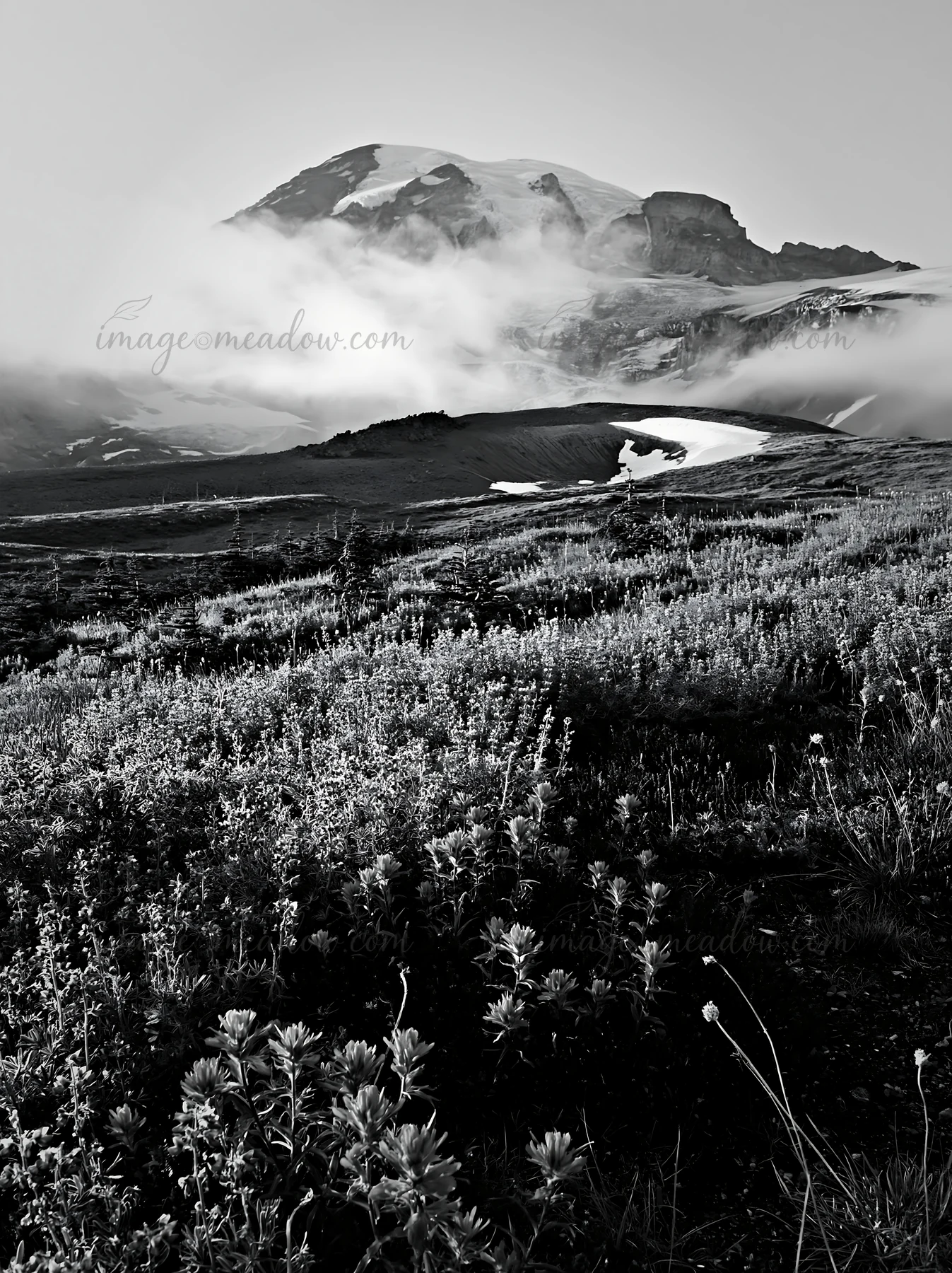 Meadow filled with paintbrush and lupine flowers in front of Mount Rainier. Clouds hover over the mountain, creating a misty scene with vibrant colors of bloomi