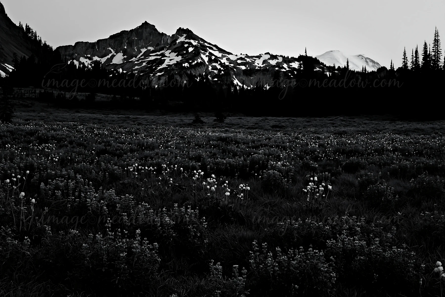 Wildflowers bloom in a meadow near Mount Rainier at sunrise. The mountains in the background are partly covered with snow. Early light illuminates the scene, cr