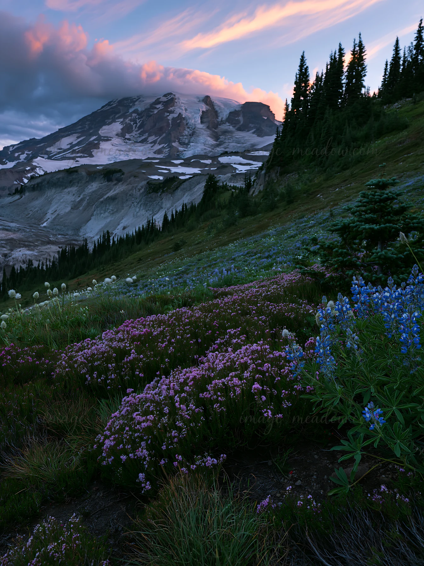 Wildflowers bloom on a slope in Mount Rainier National Park. Morning light touches the mountain and clouds, creating a colorful scene. The landscape features gr