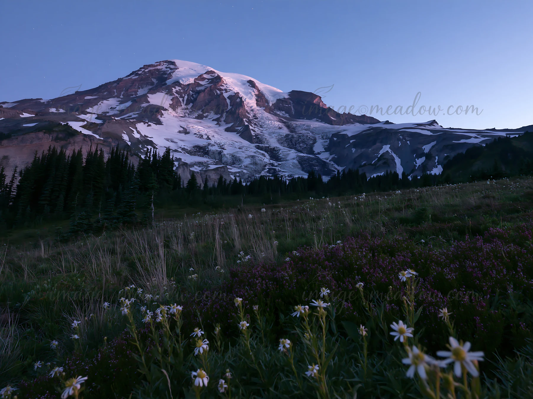 Sunrise over the wildflower meadow at Mount Rainier shows a bright glacier and snow on the mountain. Wildflowers are visible in the foreground with clear blue s