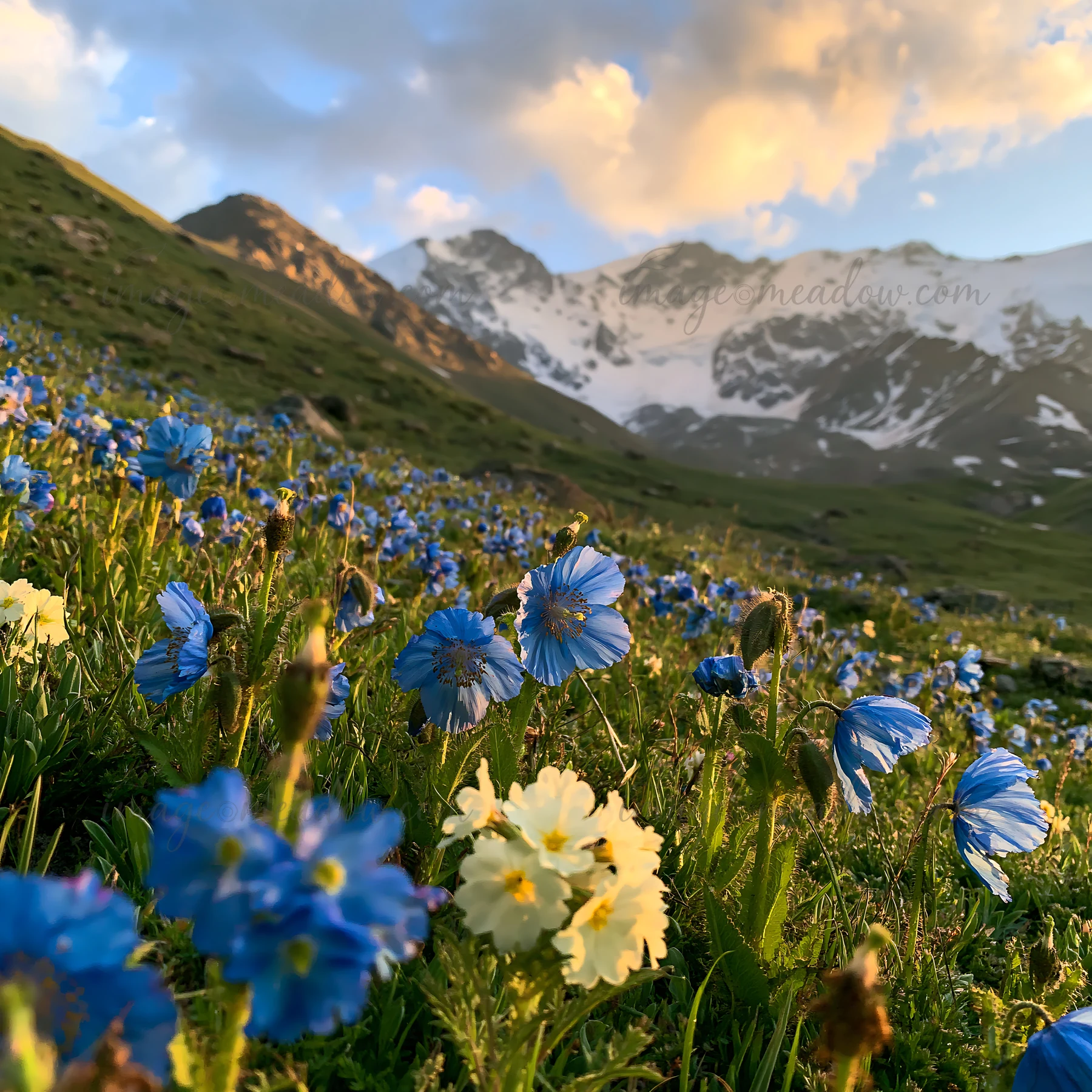 A meadow at a mountain pass features blue and white flowers under a sky with clouds. Snow-capped peaks rise in the background during the evening light, showcasi