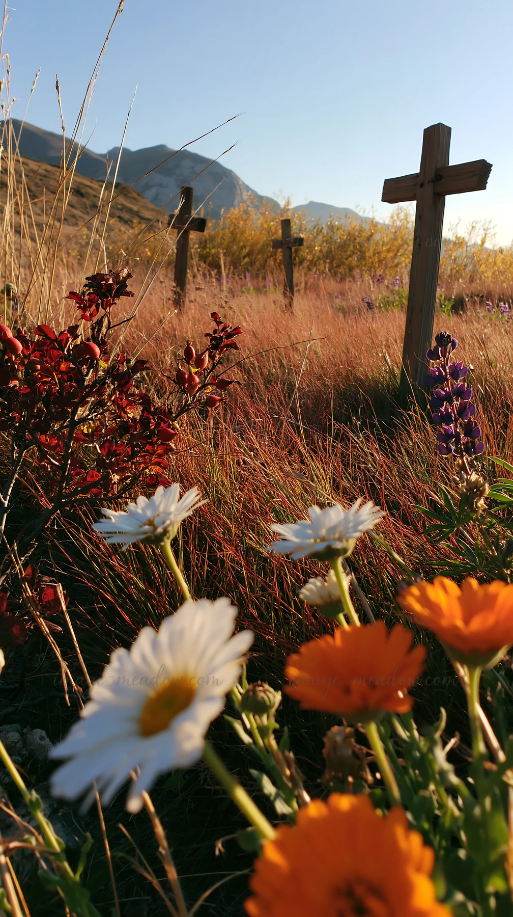 Christian crosses stand in a quiet meadow during Christmas. Wildflowers bloom in the foreground, creating a natural landscape. The scene captures a moment of re