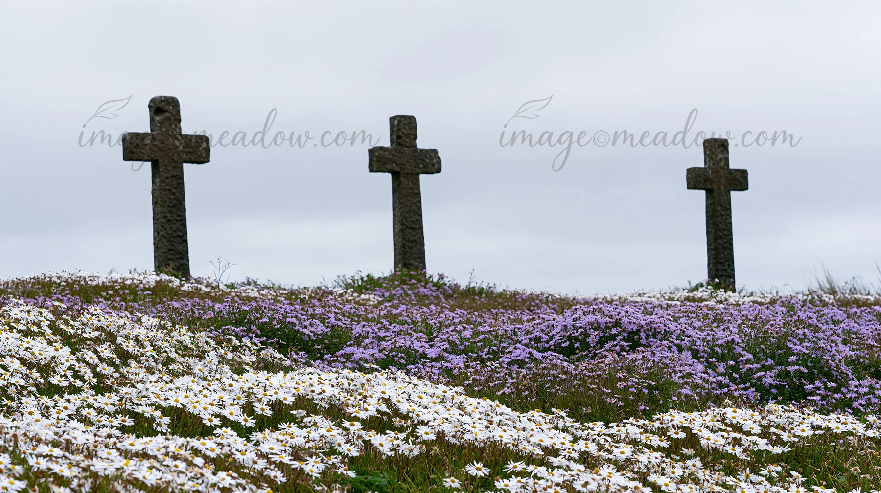 Three Christian crosses stand in a quiet meadow filled with white and purple flowers. The scene takes place during Christmas, highlighting the crosses amidst th
