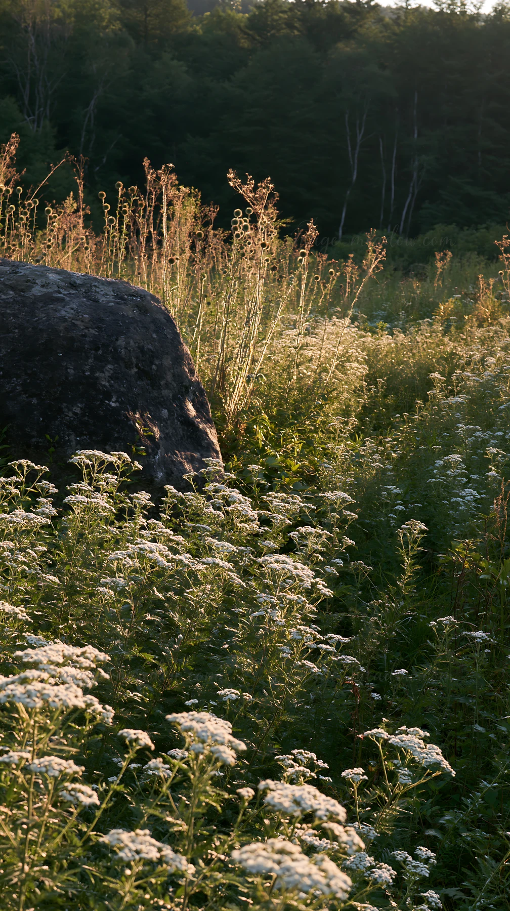 A granite boulder sits among wildflowers and tall grass in a Nagano meadow, showing the landscape's resilience during dry conditions and the varying plant life.
