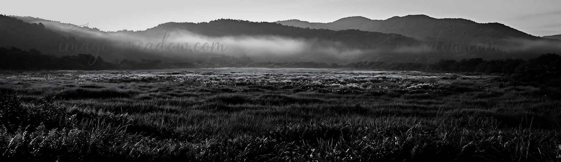 The scene shows a summer meadow in Nara, with a visible foreground of ferns. Mountains rise in the background, illuminated by the soft light of early morning. P