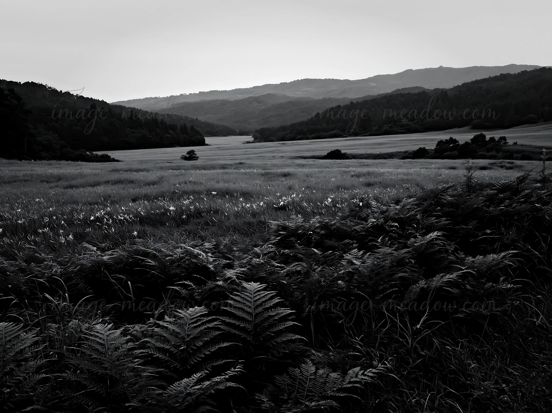 A wide view of a summer meadow in Nara features green ferns in the foreground, leading to a vast field and distant hills under an overcast sky. Presented as a p
