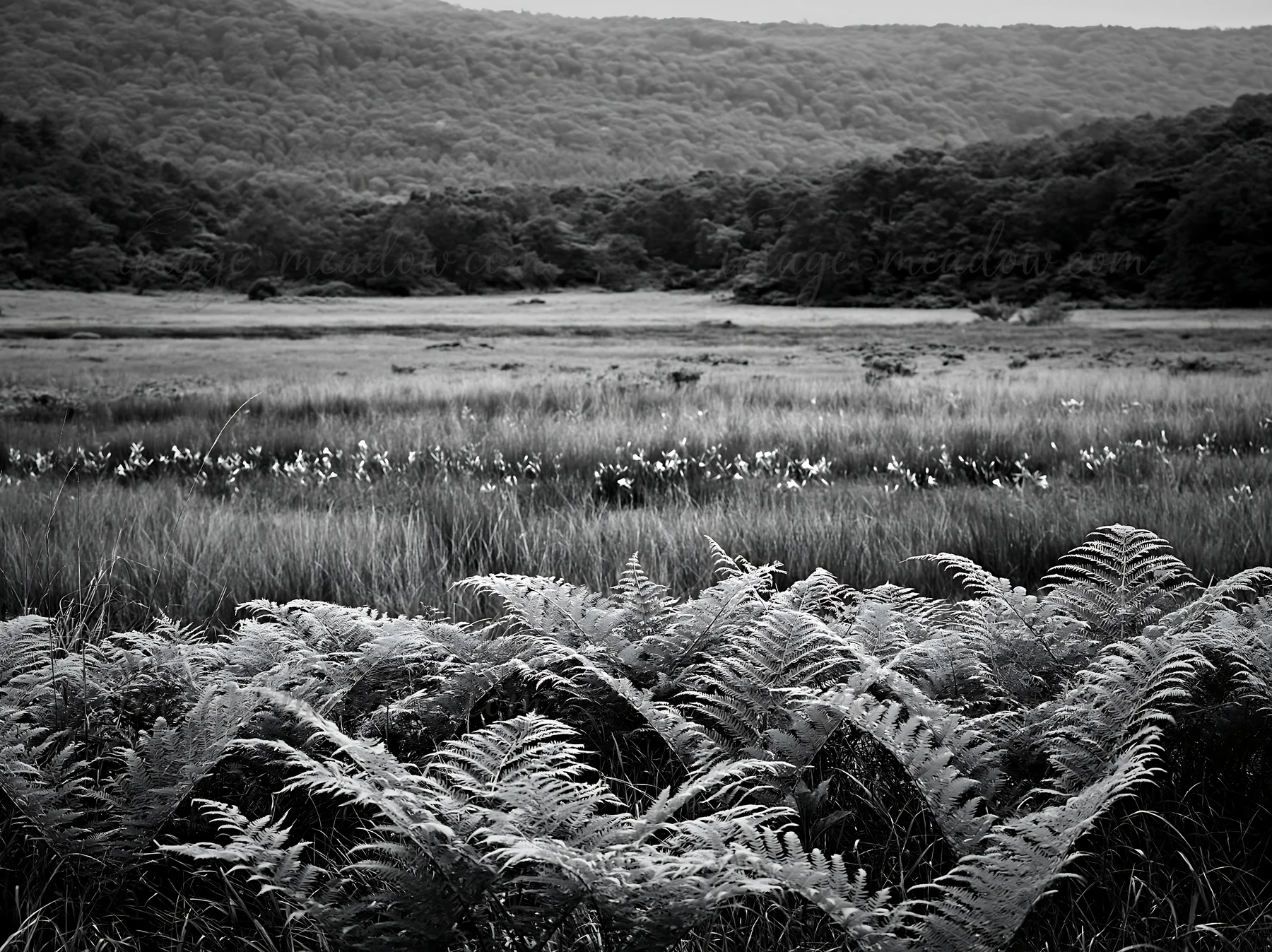 A view of a summer meadow in Nara features a lush foreground of ferns. The open field stretches towards a backdrop of trees and hills under a clear sky. Present