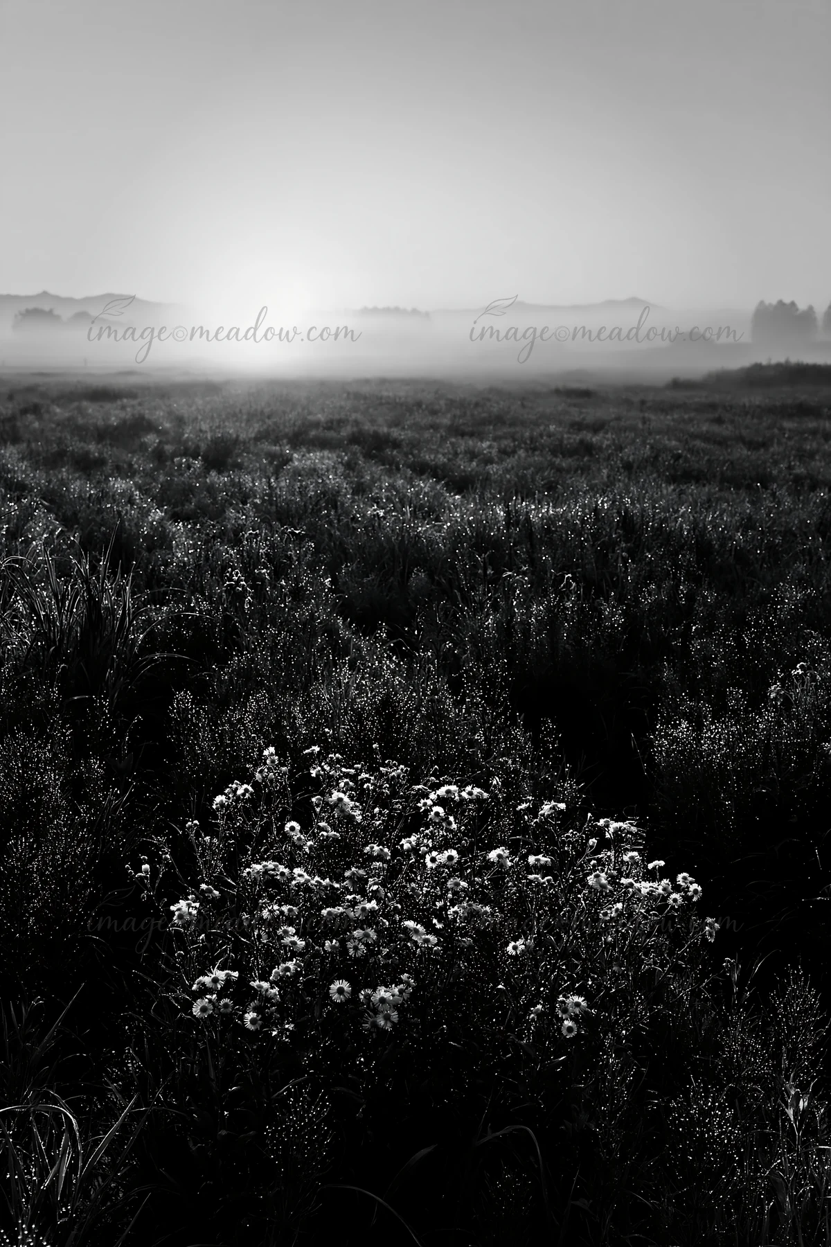 Morning dew covers flowers in a meadow located in the Niigata floodplain. The sun rises in the background, illuminating the landscape with mist and distant hill